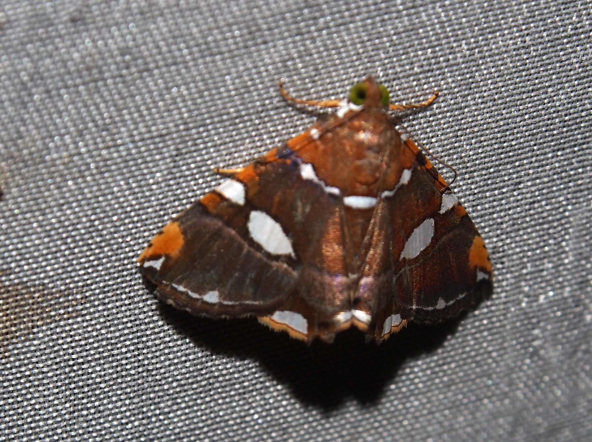 Eulepidotis guttata