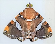 Eulepidotis guttata