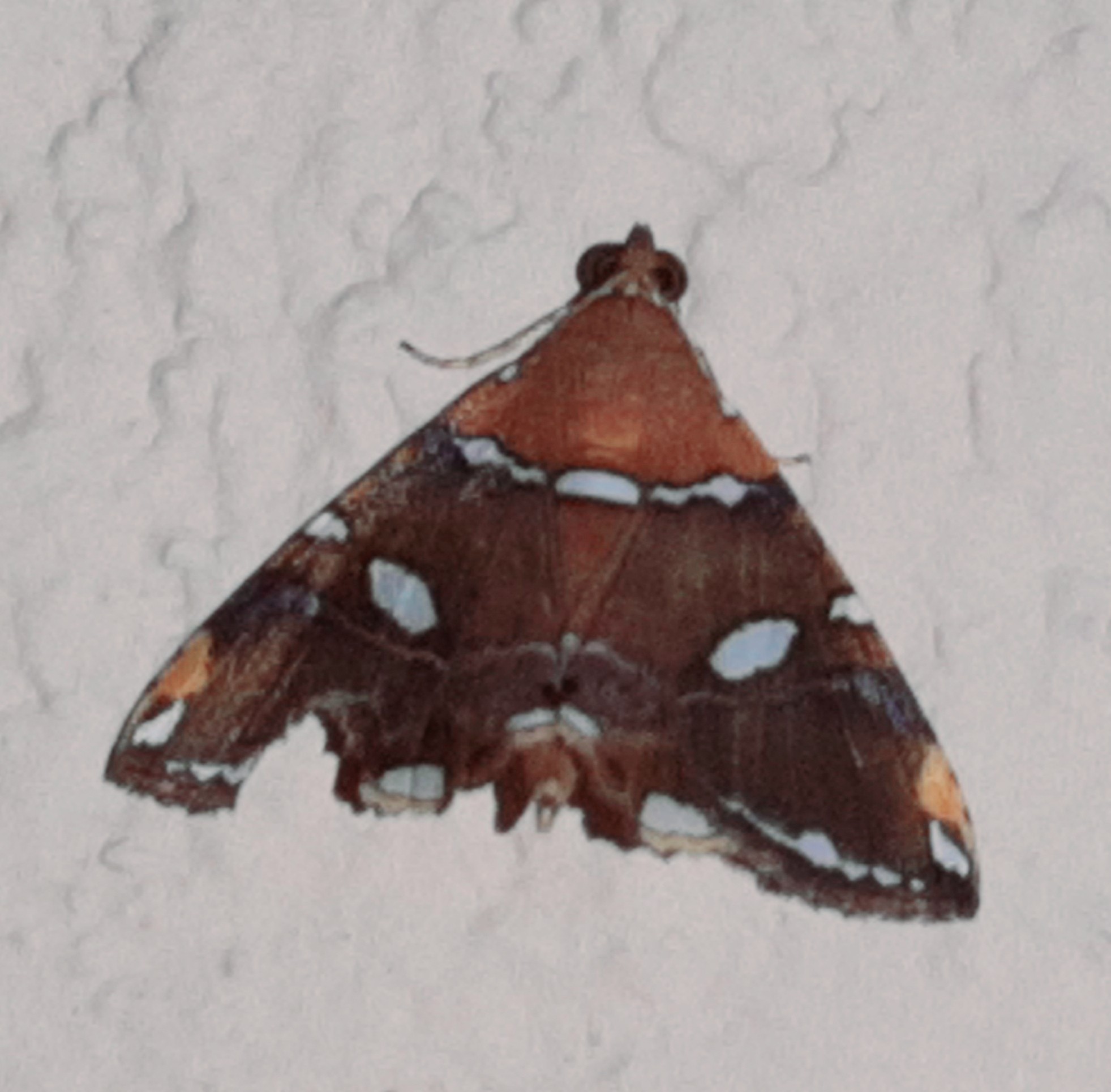 Eulepidotis guttata
