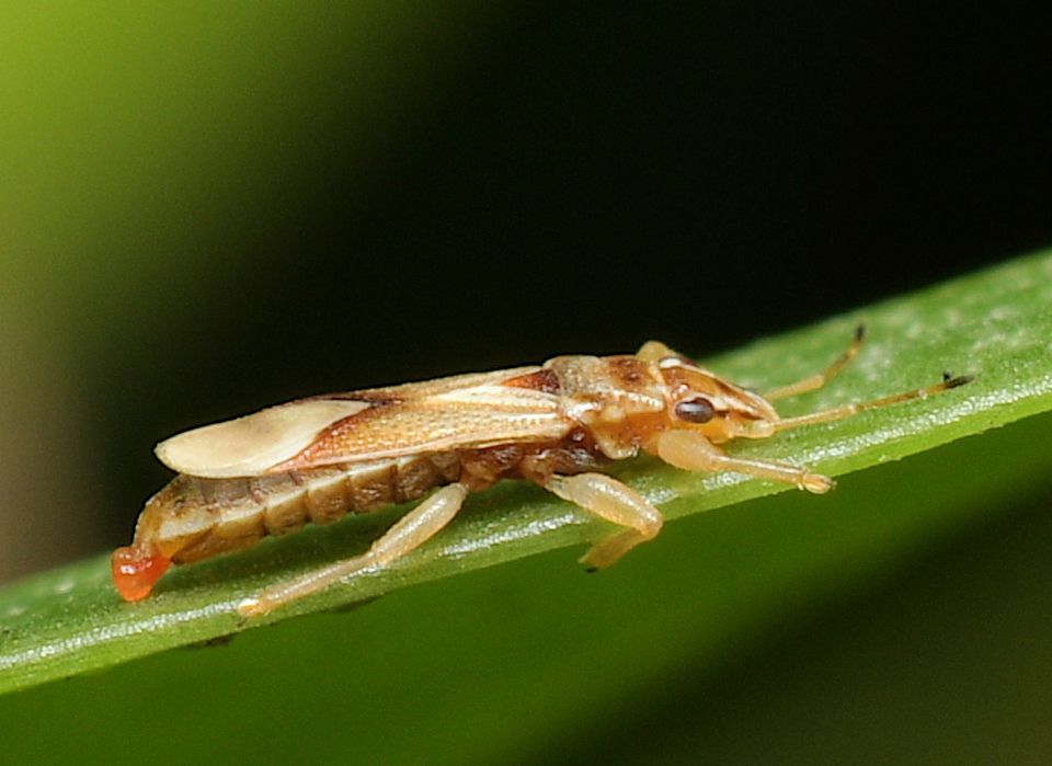 Thaumastocoris
