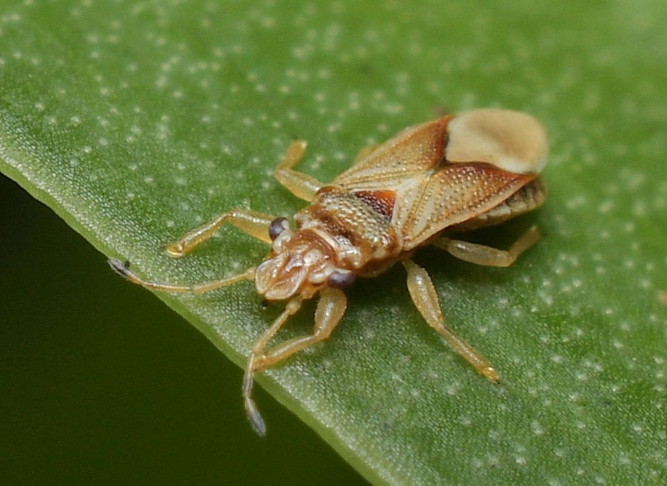 Thaumastocoris