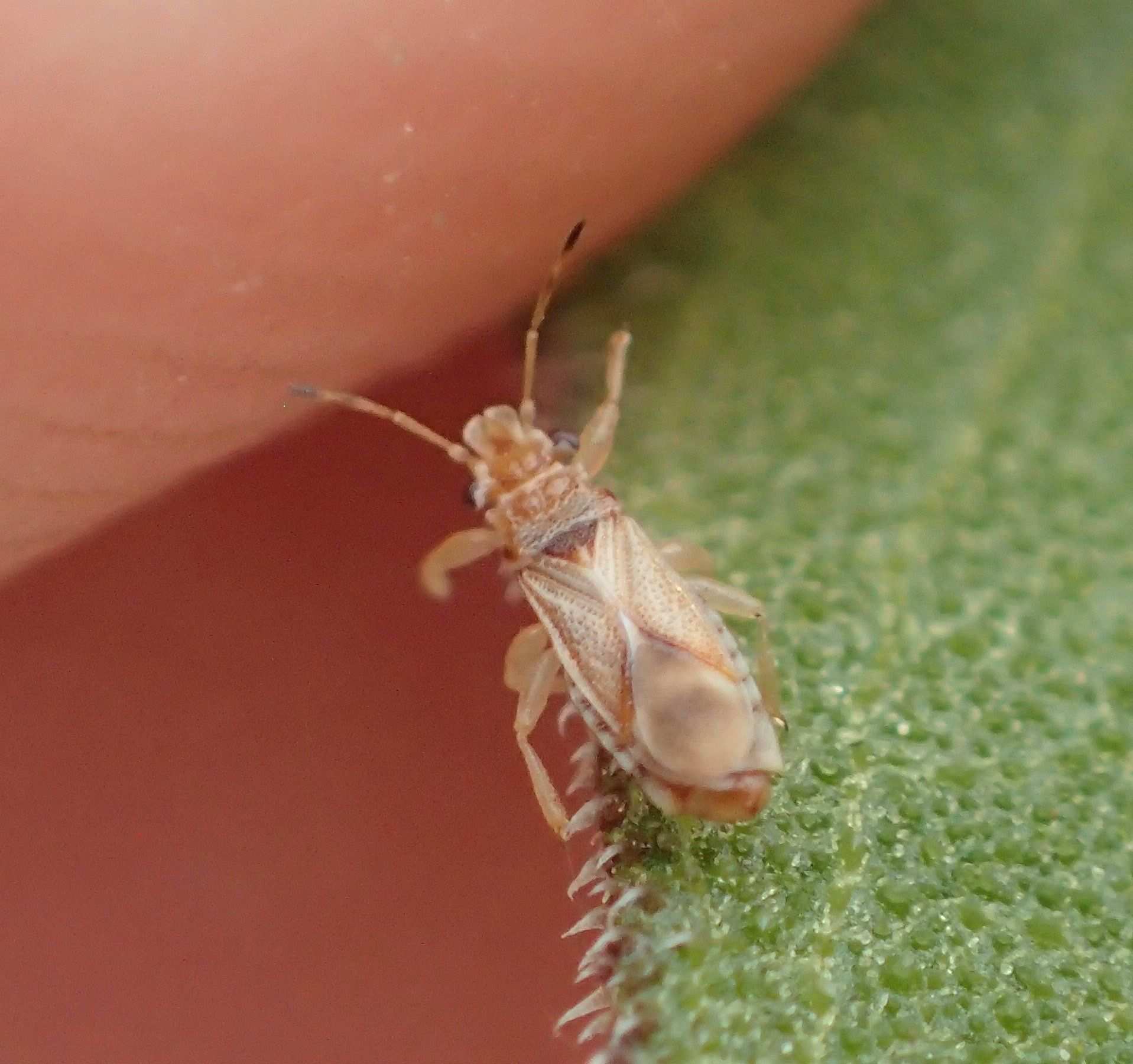 Thaumastocoris