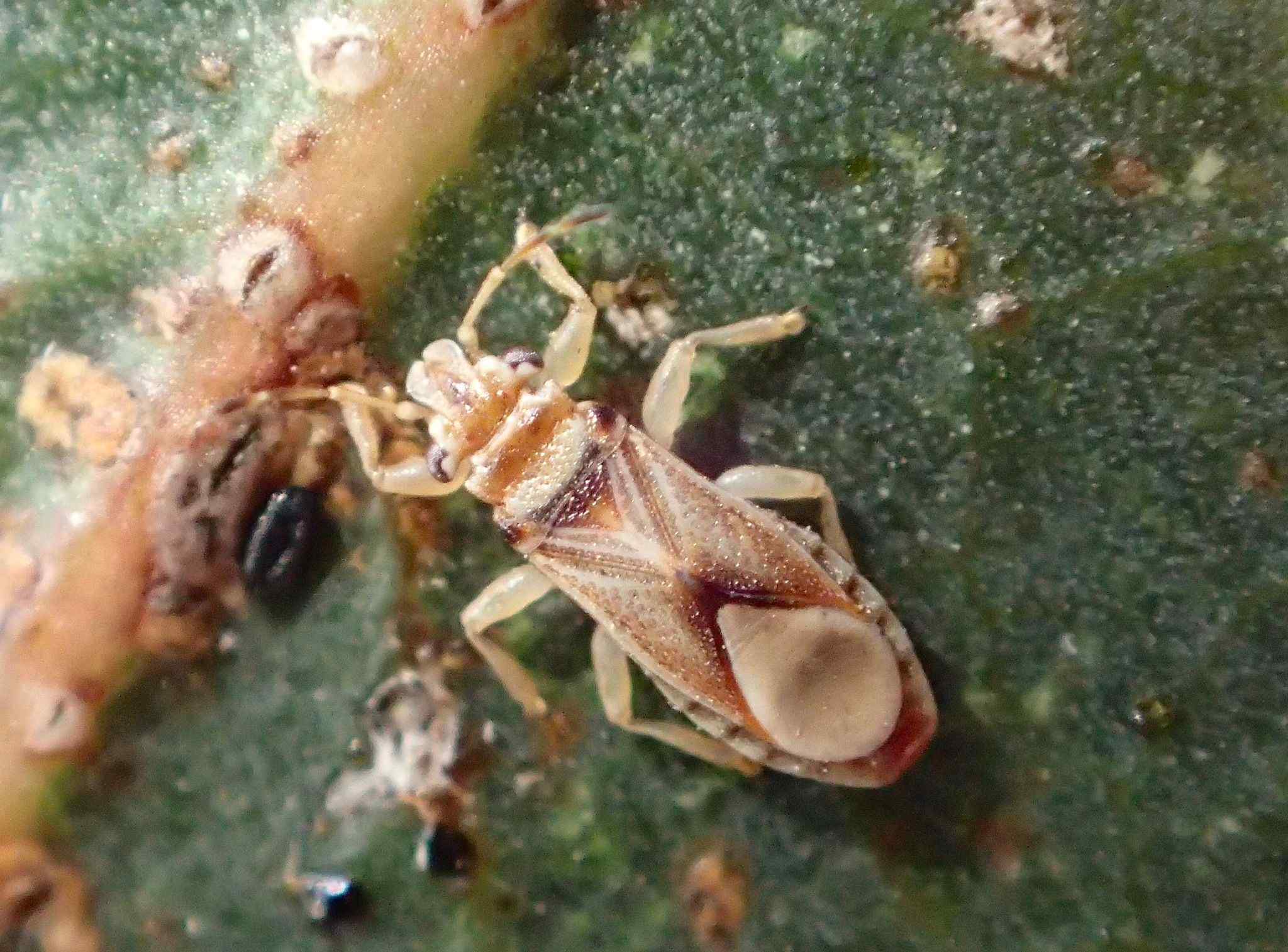 Thaumastocoris