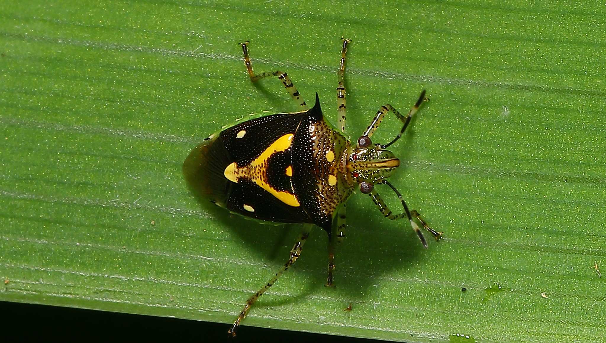 Mormidea ypsilon