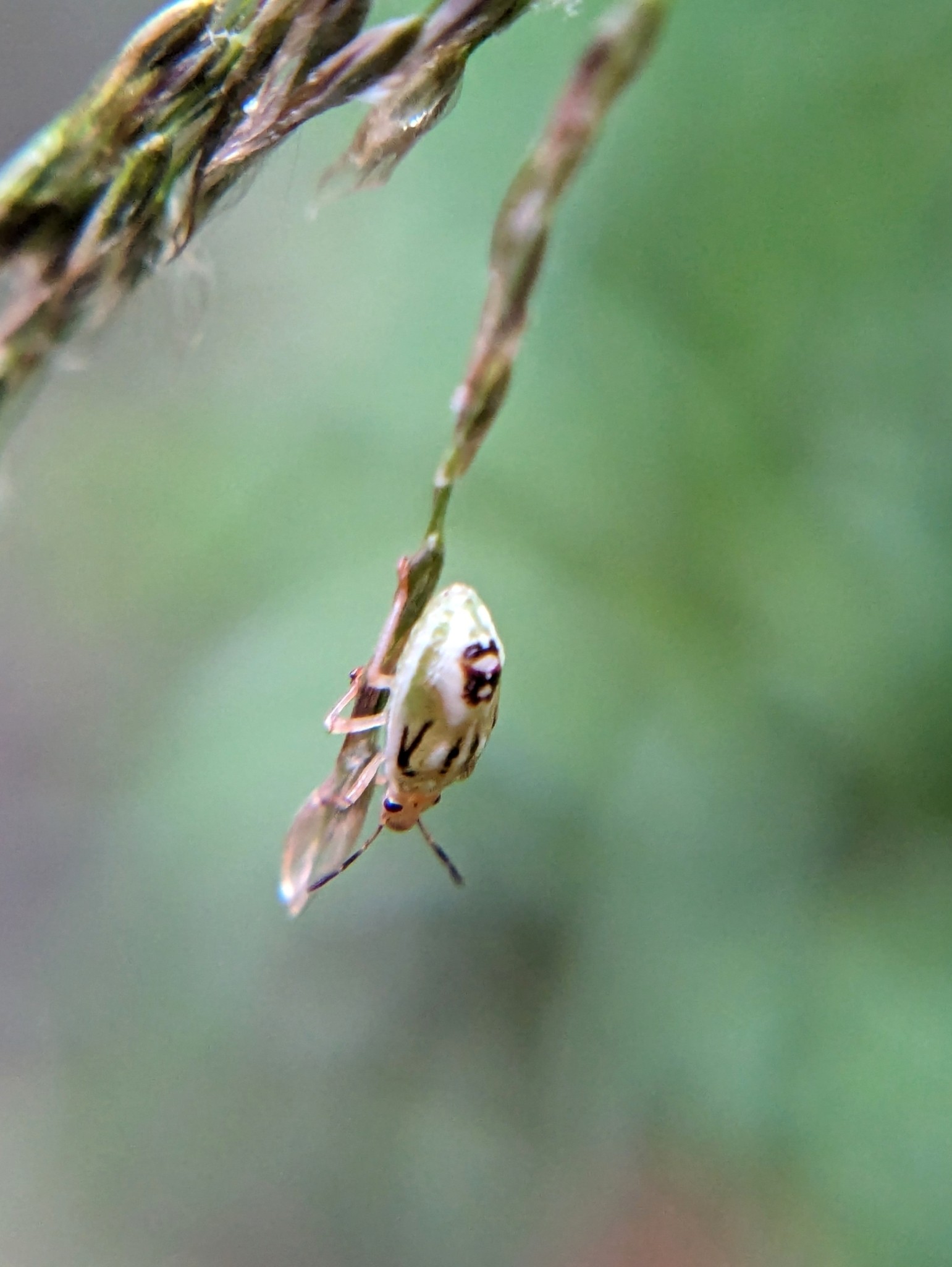 Mormidea ypsilon