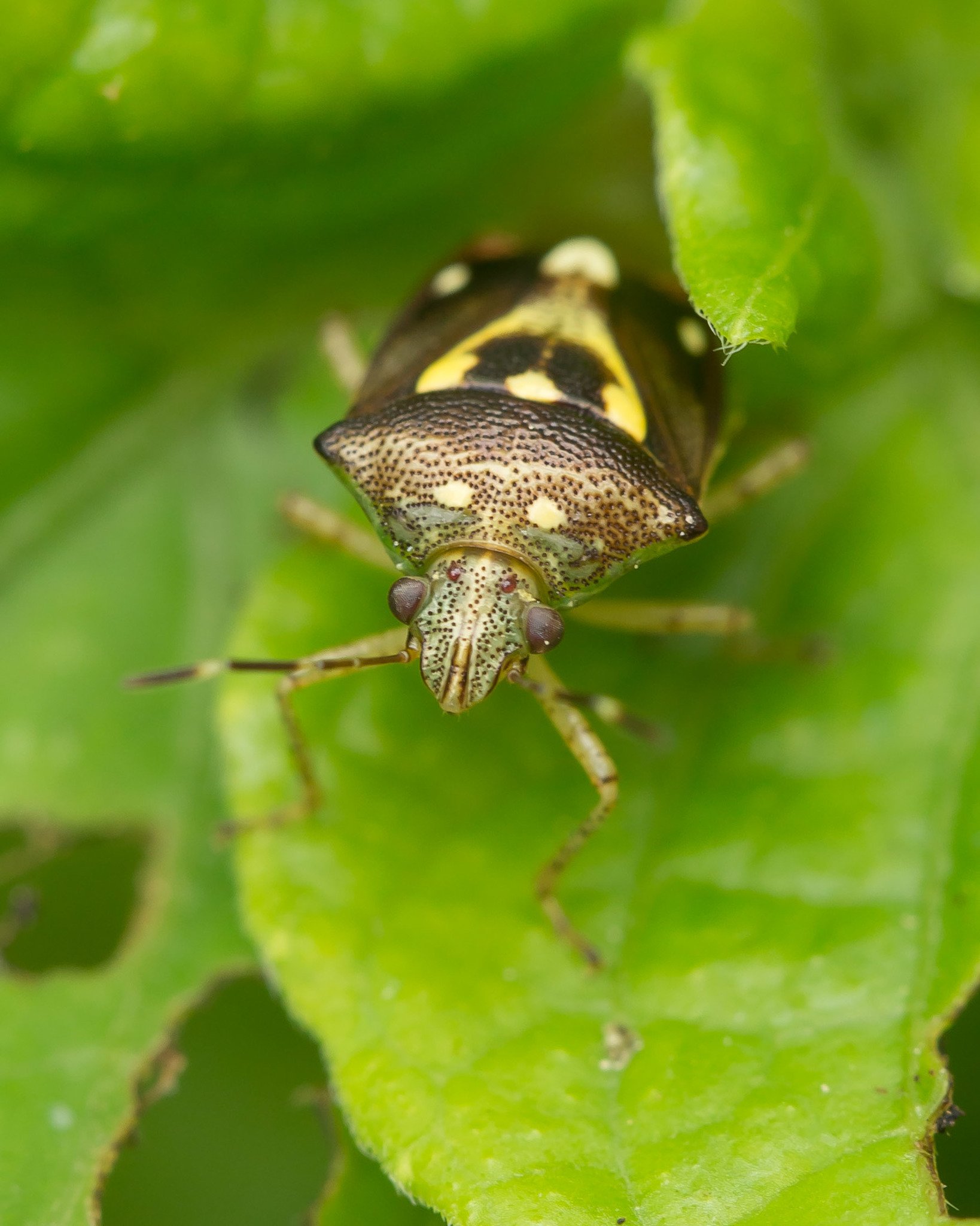 Mormidea ypsilon