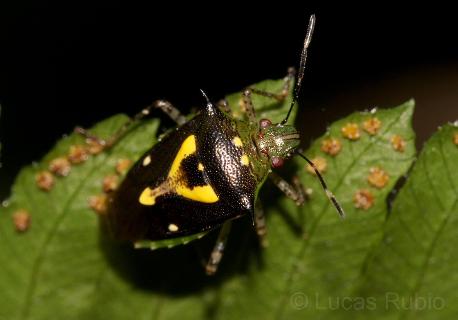 Mormidea ypsilon