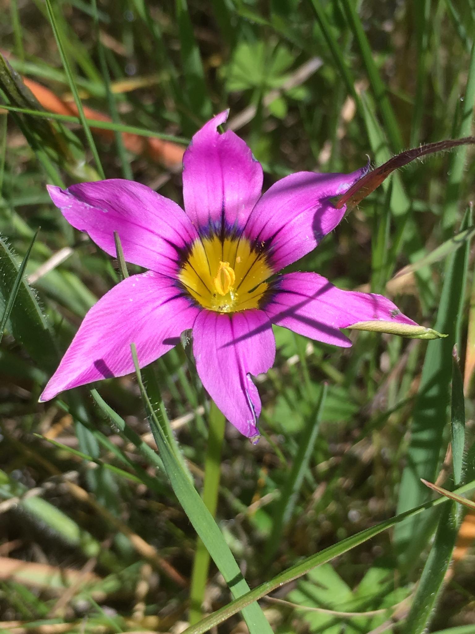 Romulea rosea