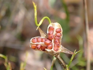 Romulea rosea