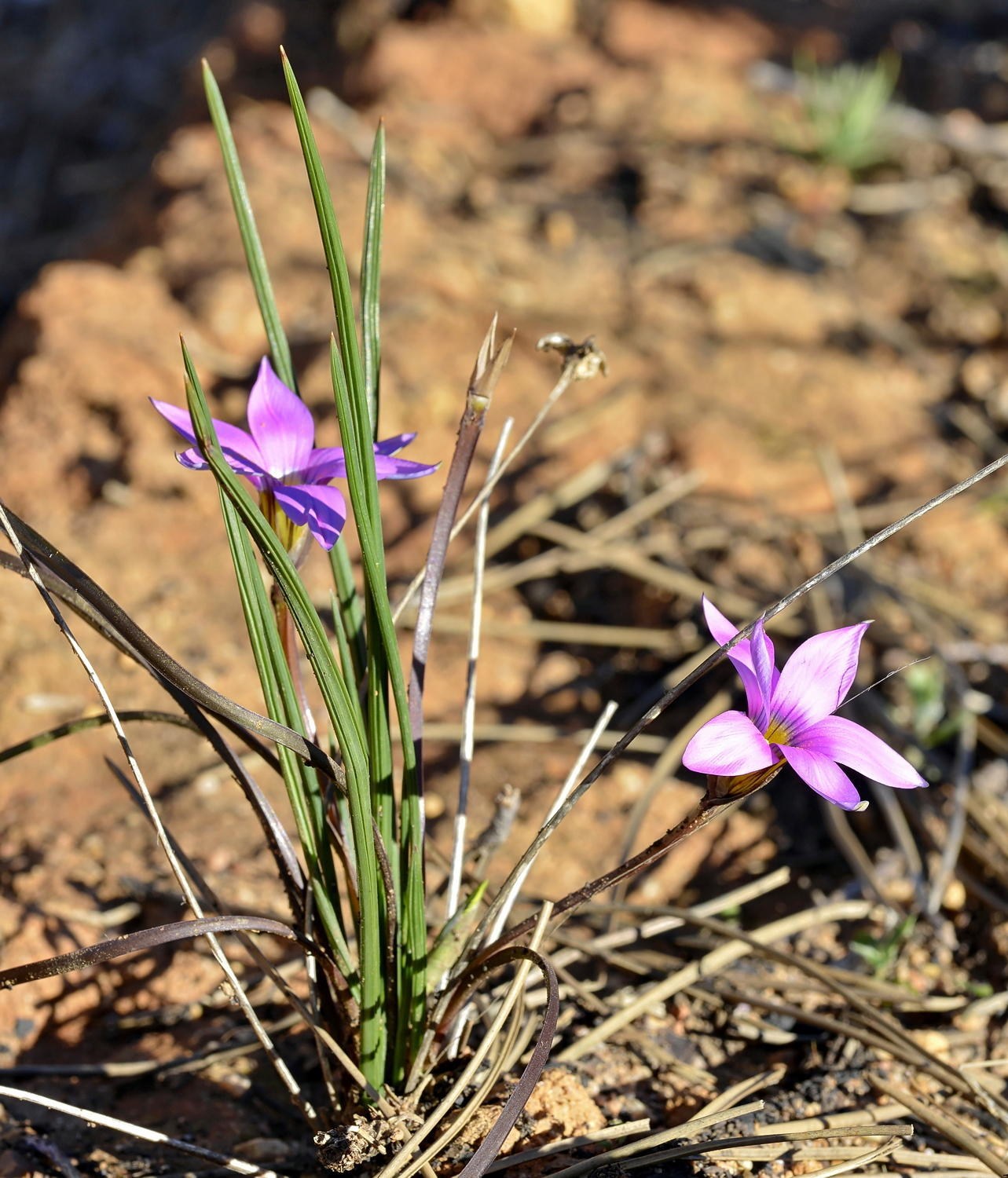 Romulea rosea