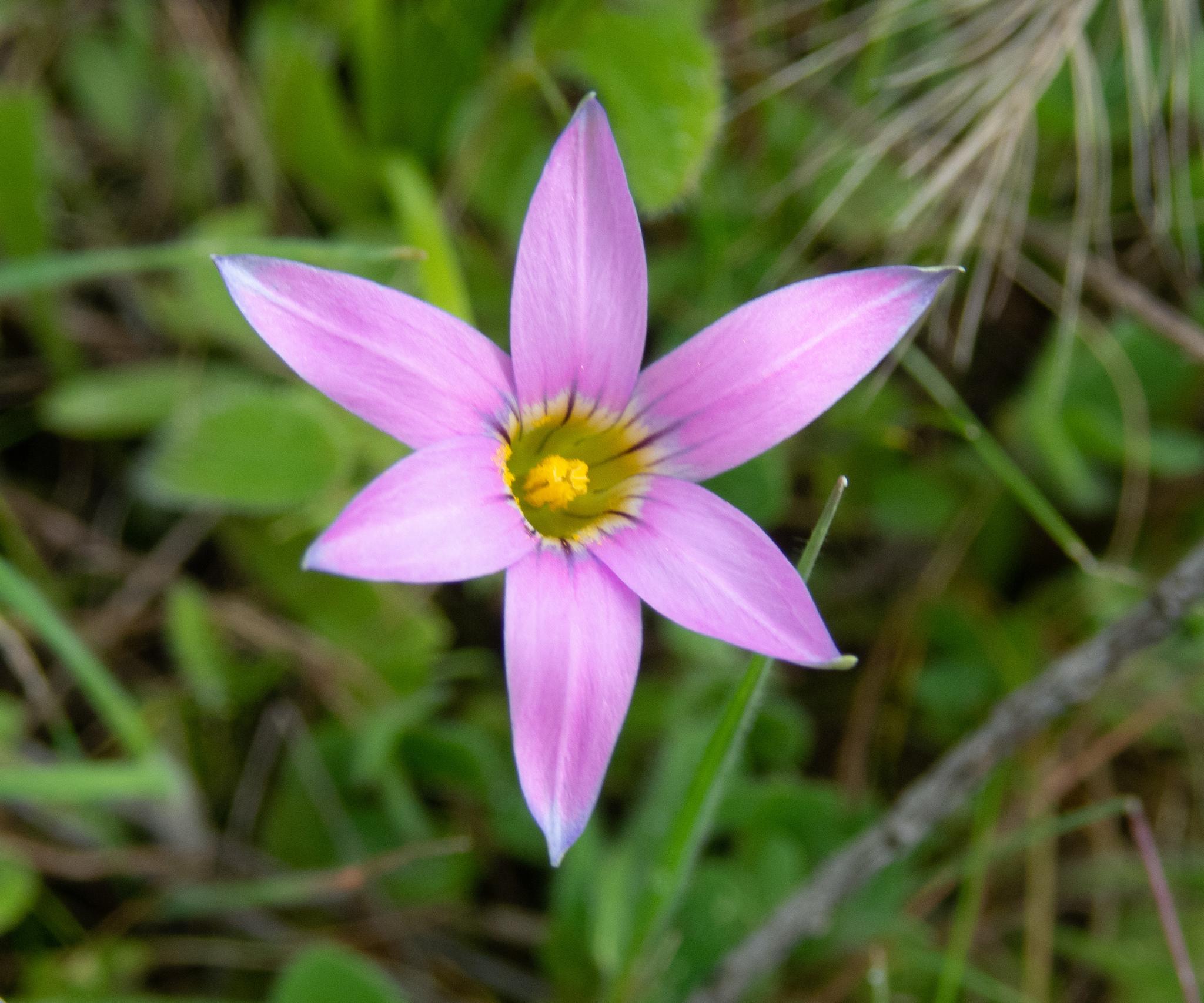 Romulea rosea