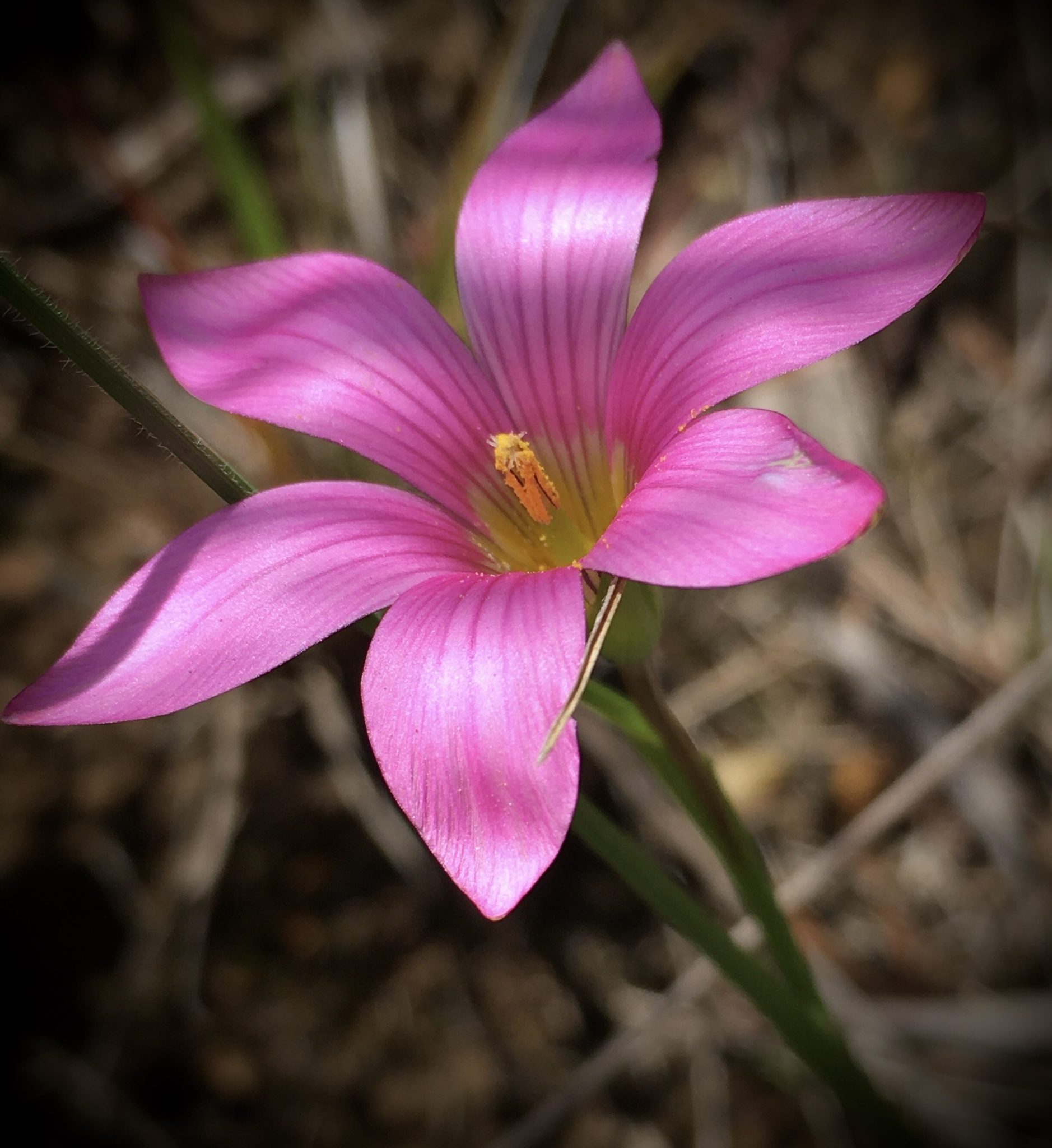 Romulea rosea