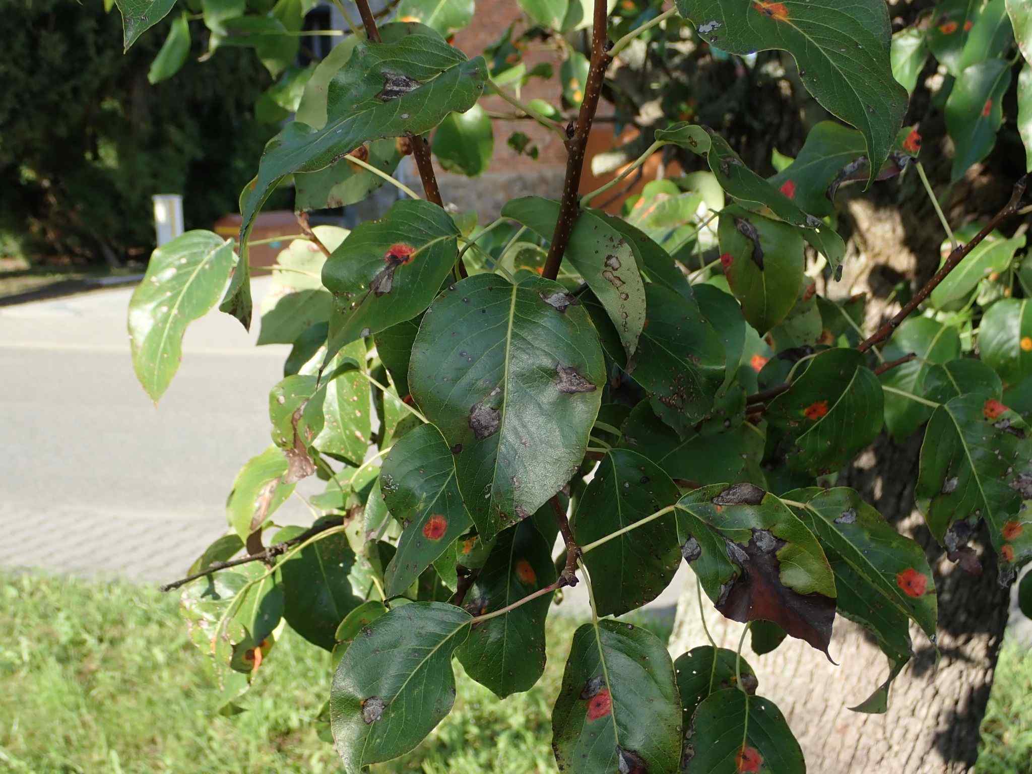Diplodia seriata
