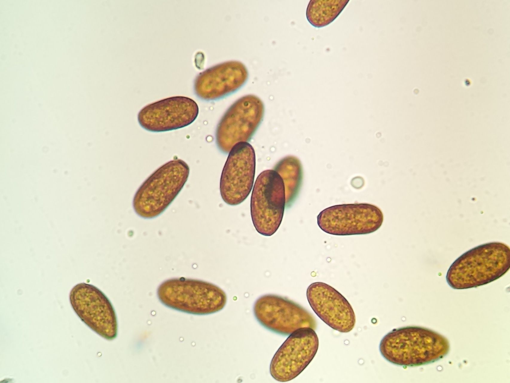 Diplodia seriata