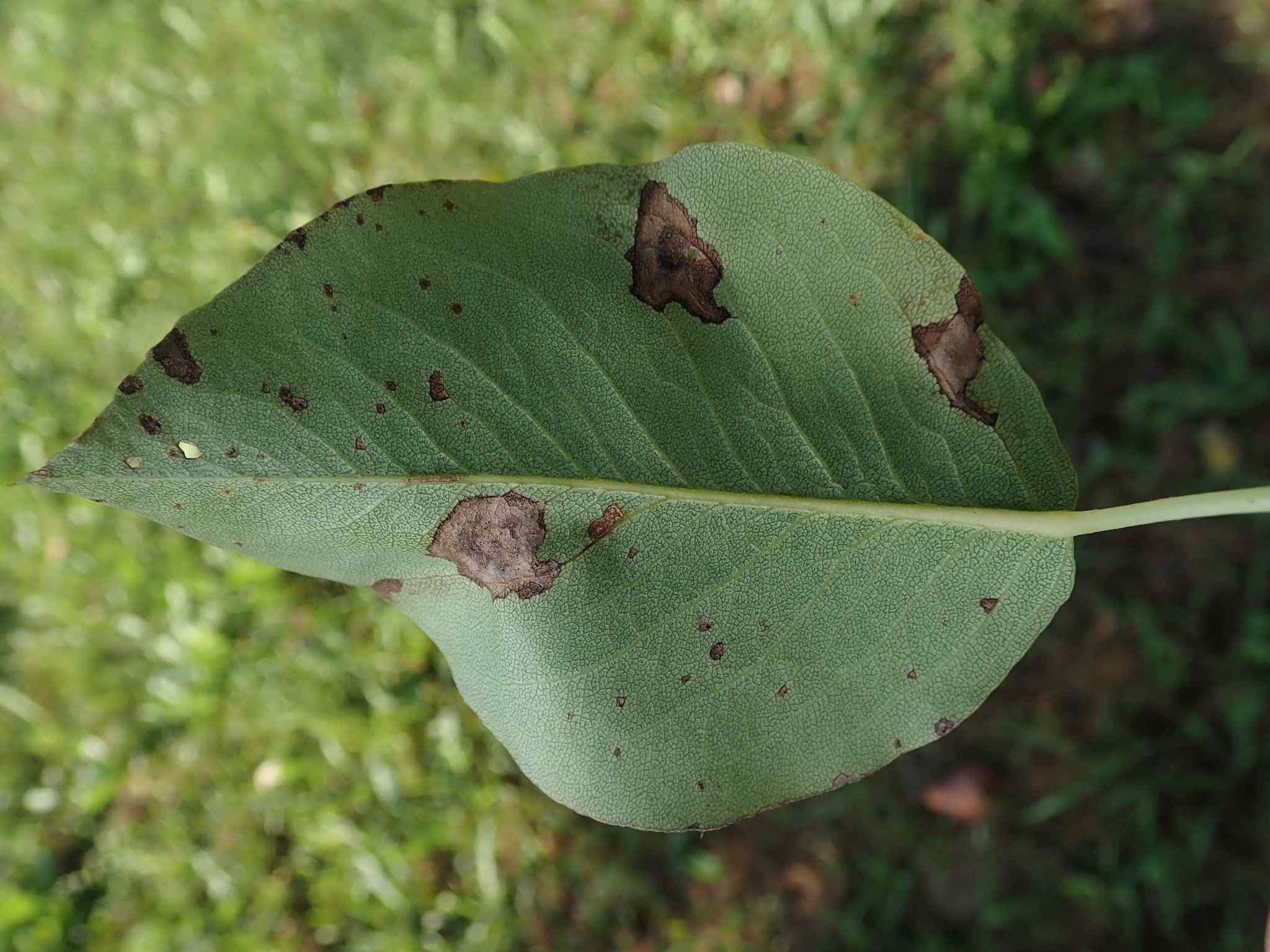 Diplodia seriata