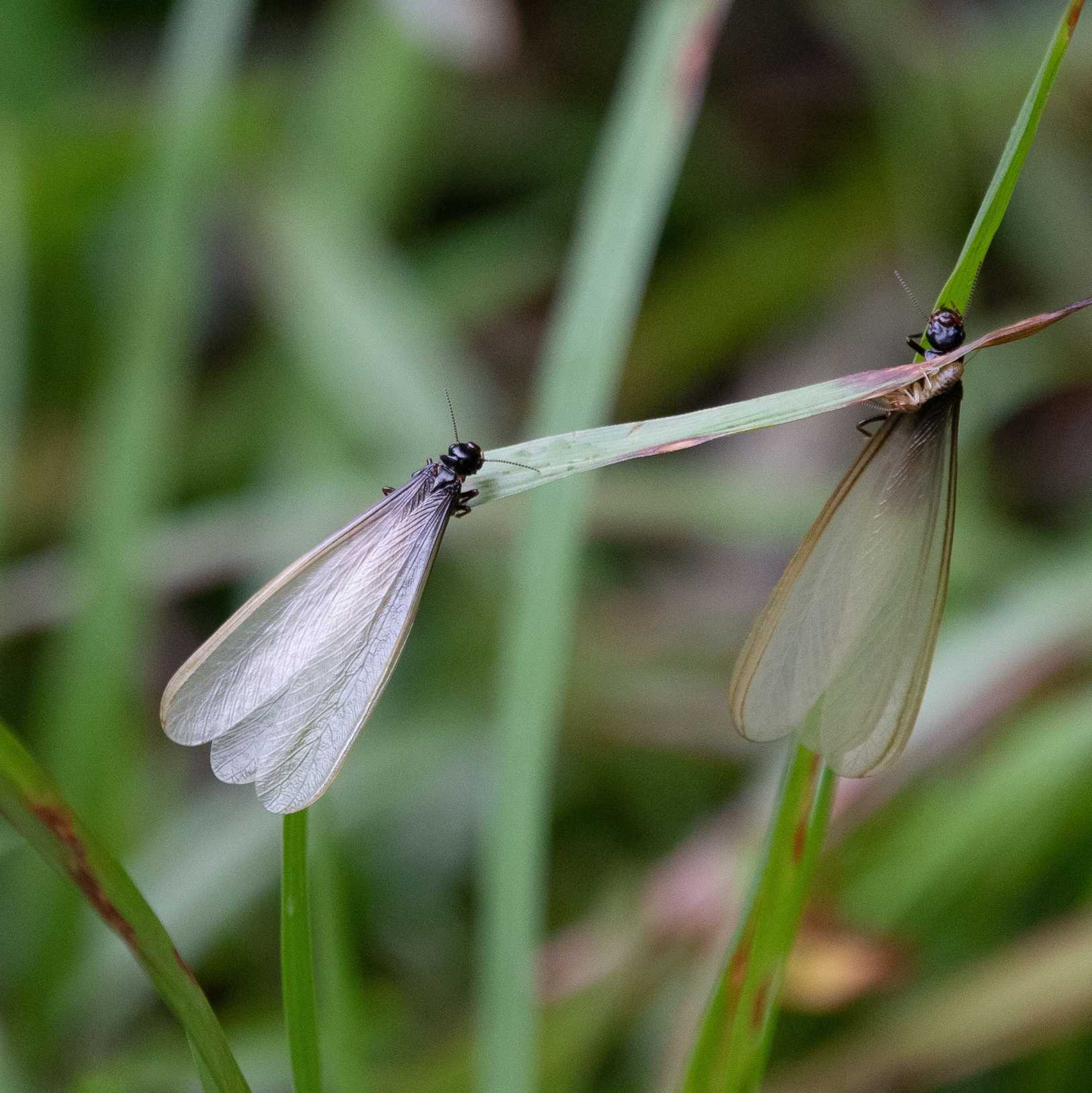 Pseudacanthotermes militaris