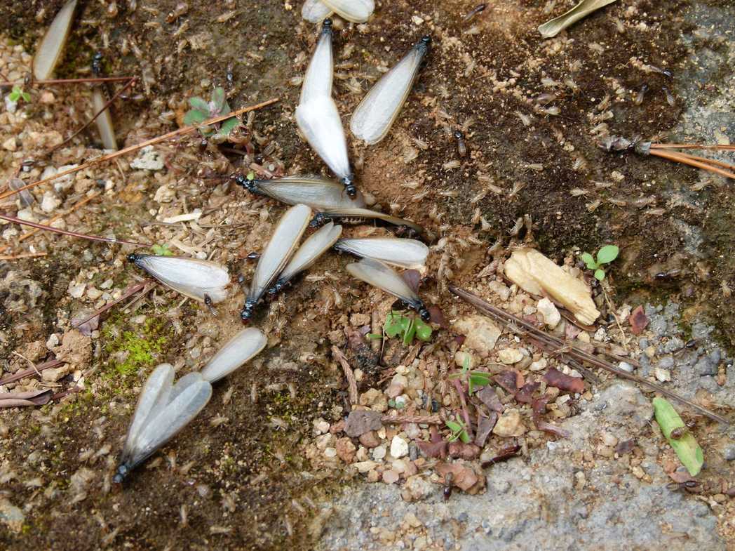 Pseudacanthotermes militaris