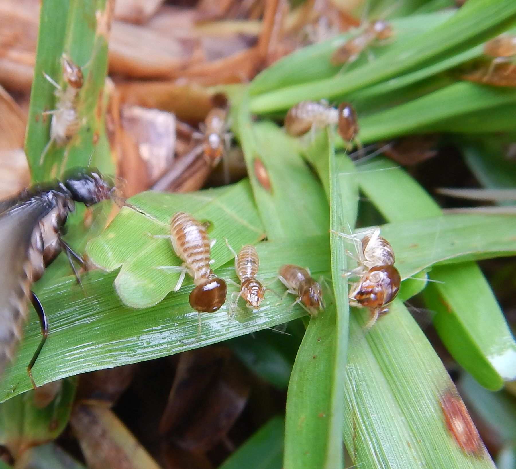Pseudacanthotermes militaris