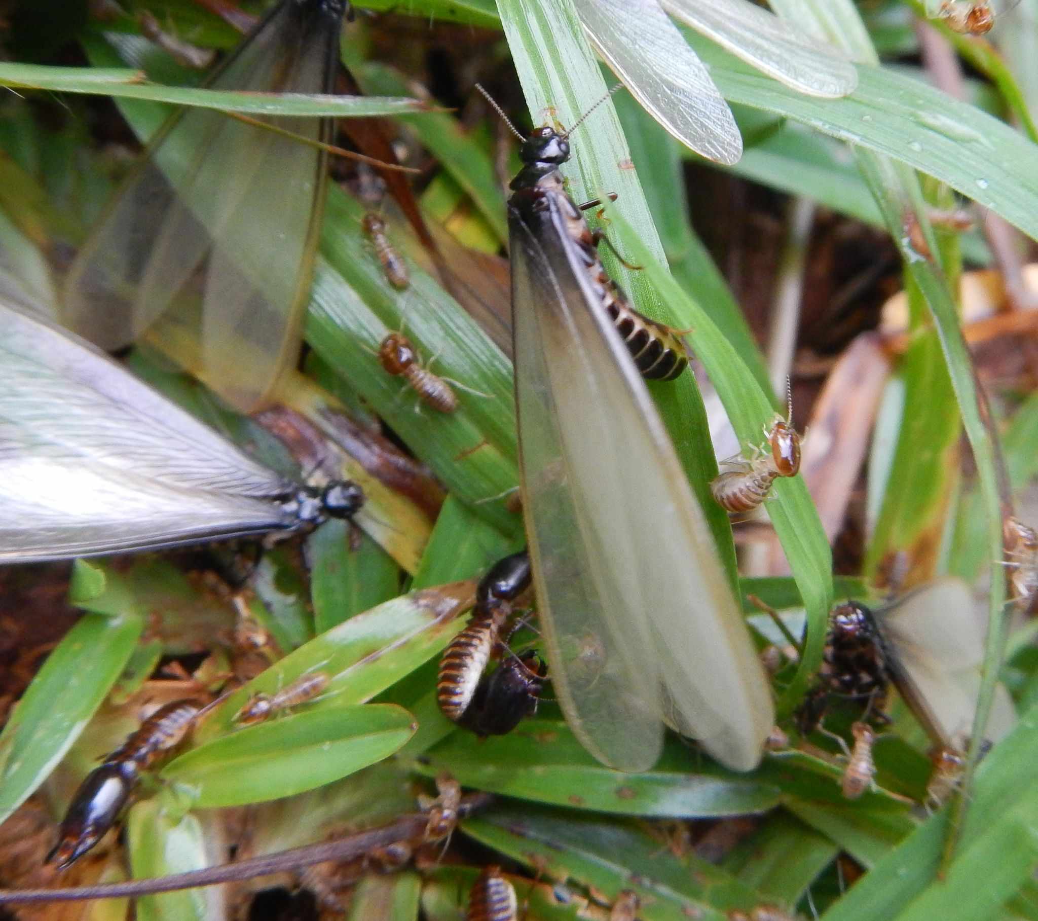 Pseudacanthotermes militaris