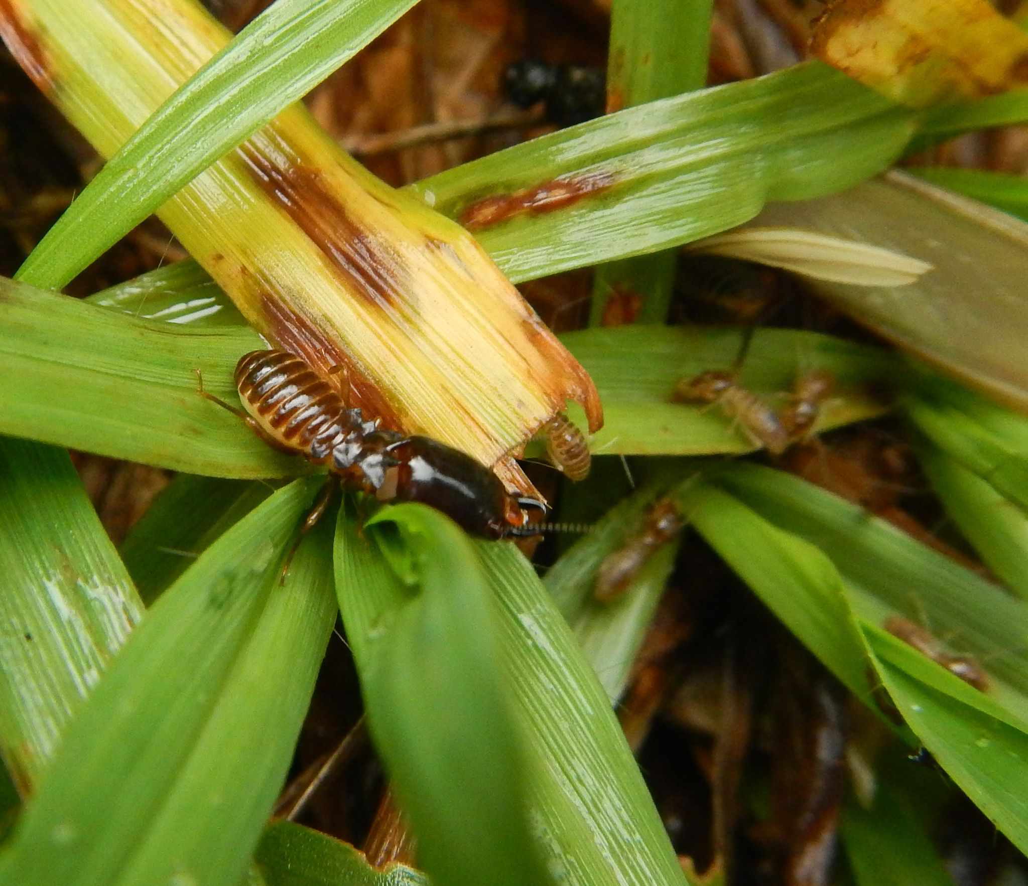 Pseudacanthotermes militaris