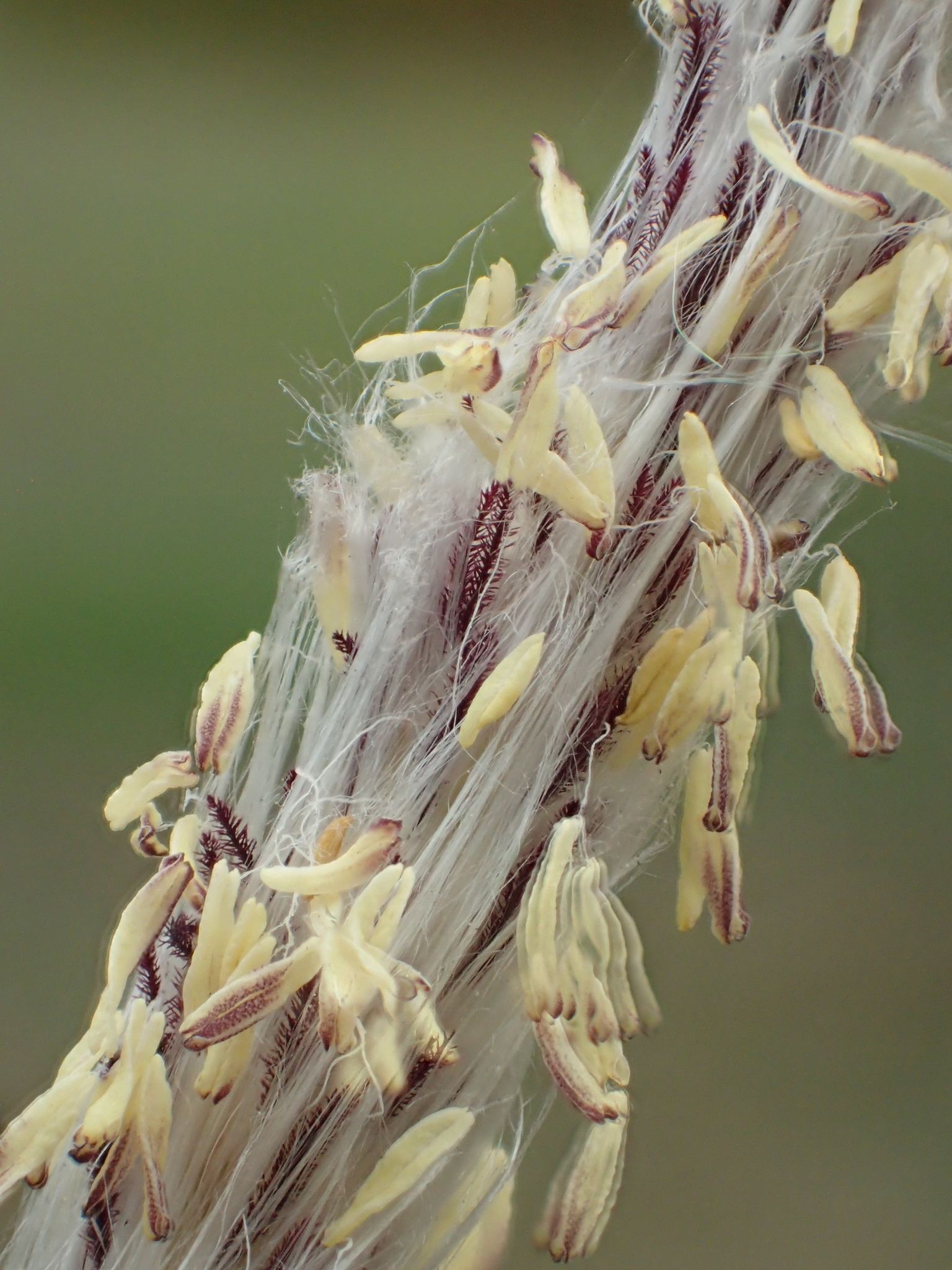 Imperata cylindrica