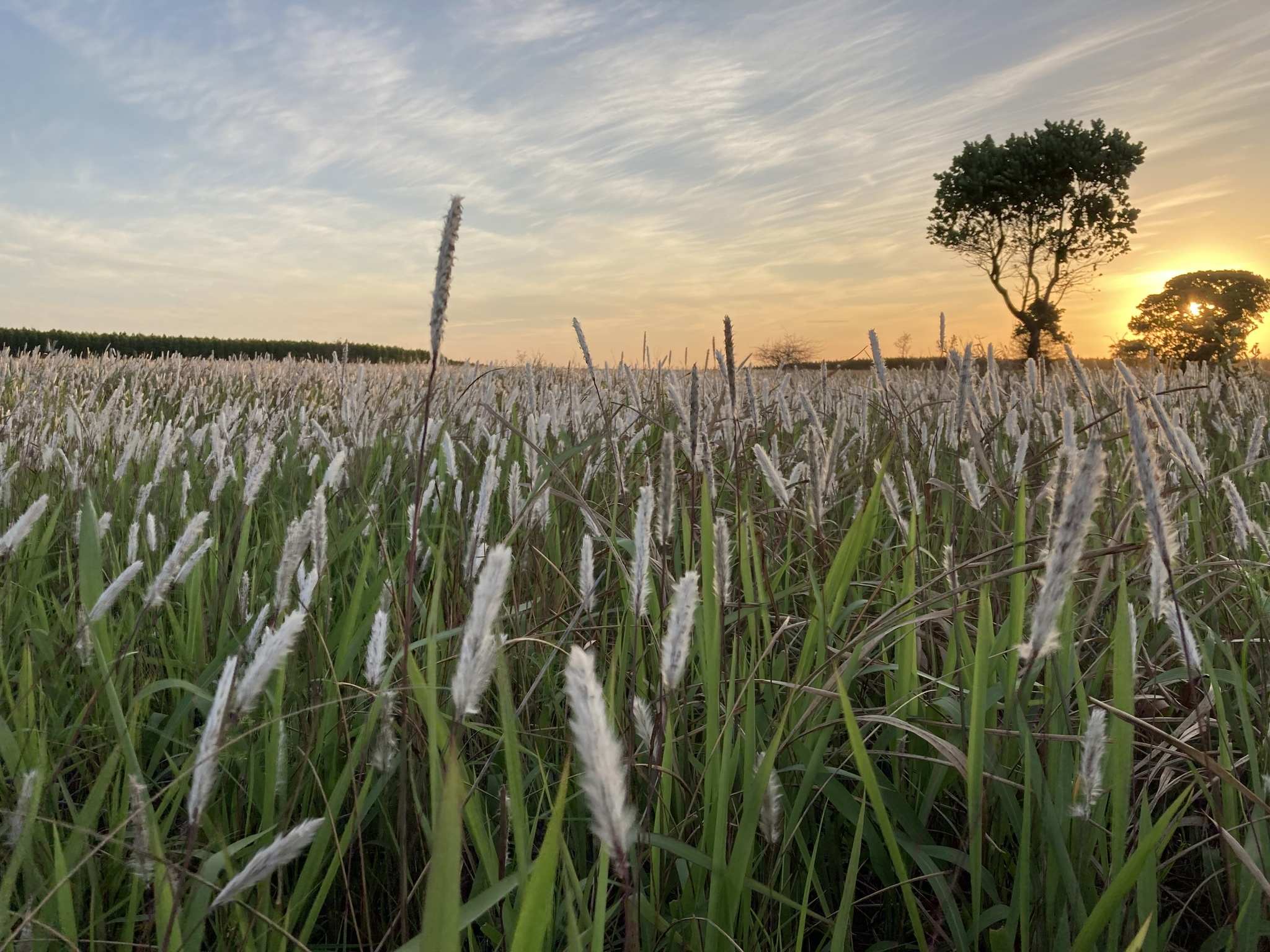 Imperata cylindrica