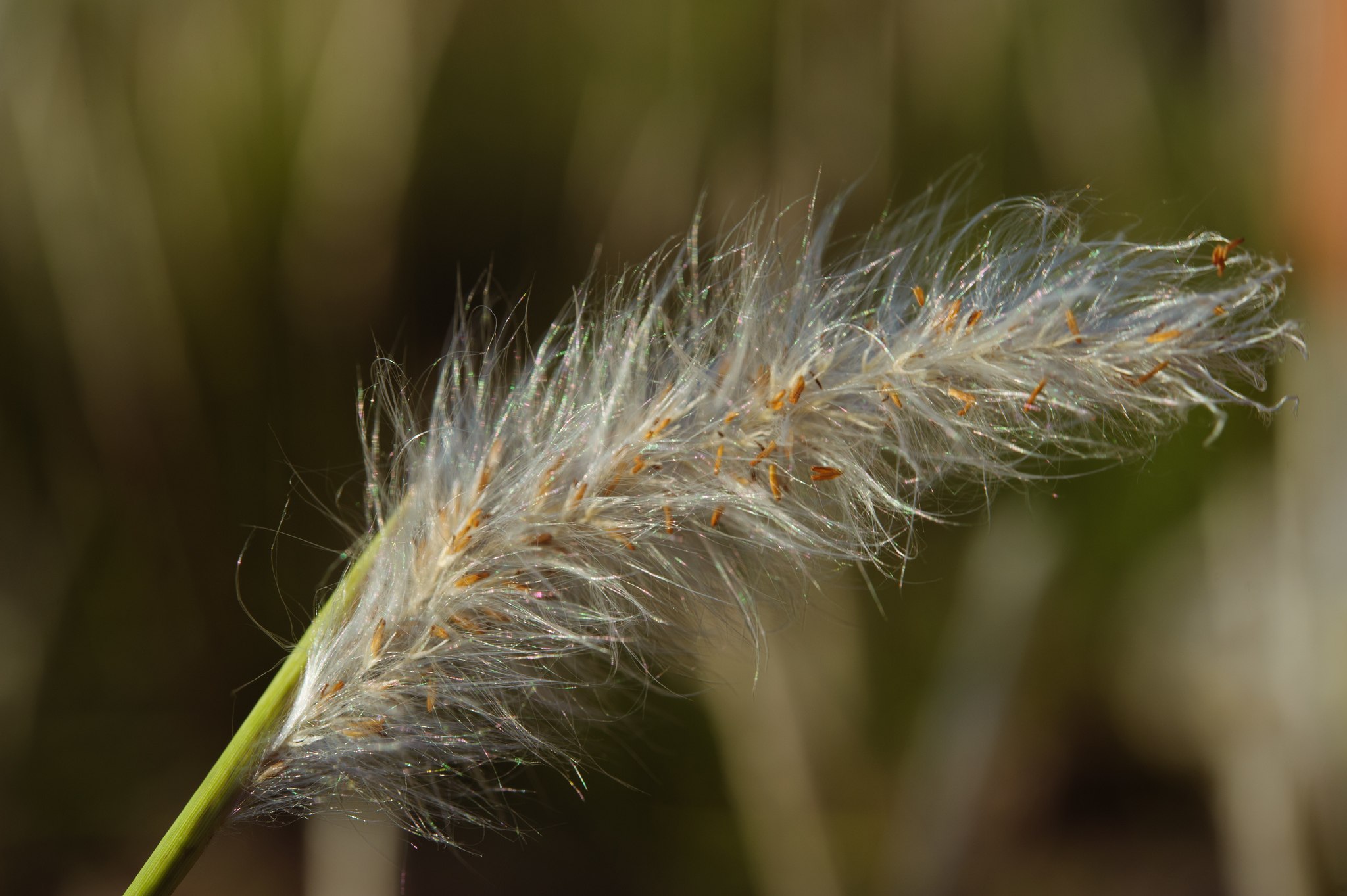 Imperata cylindrica