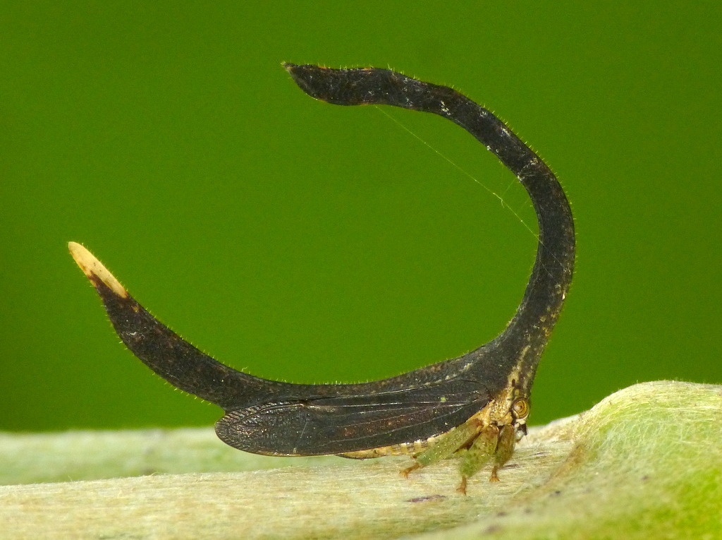 Cladonota