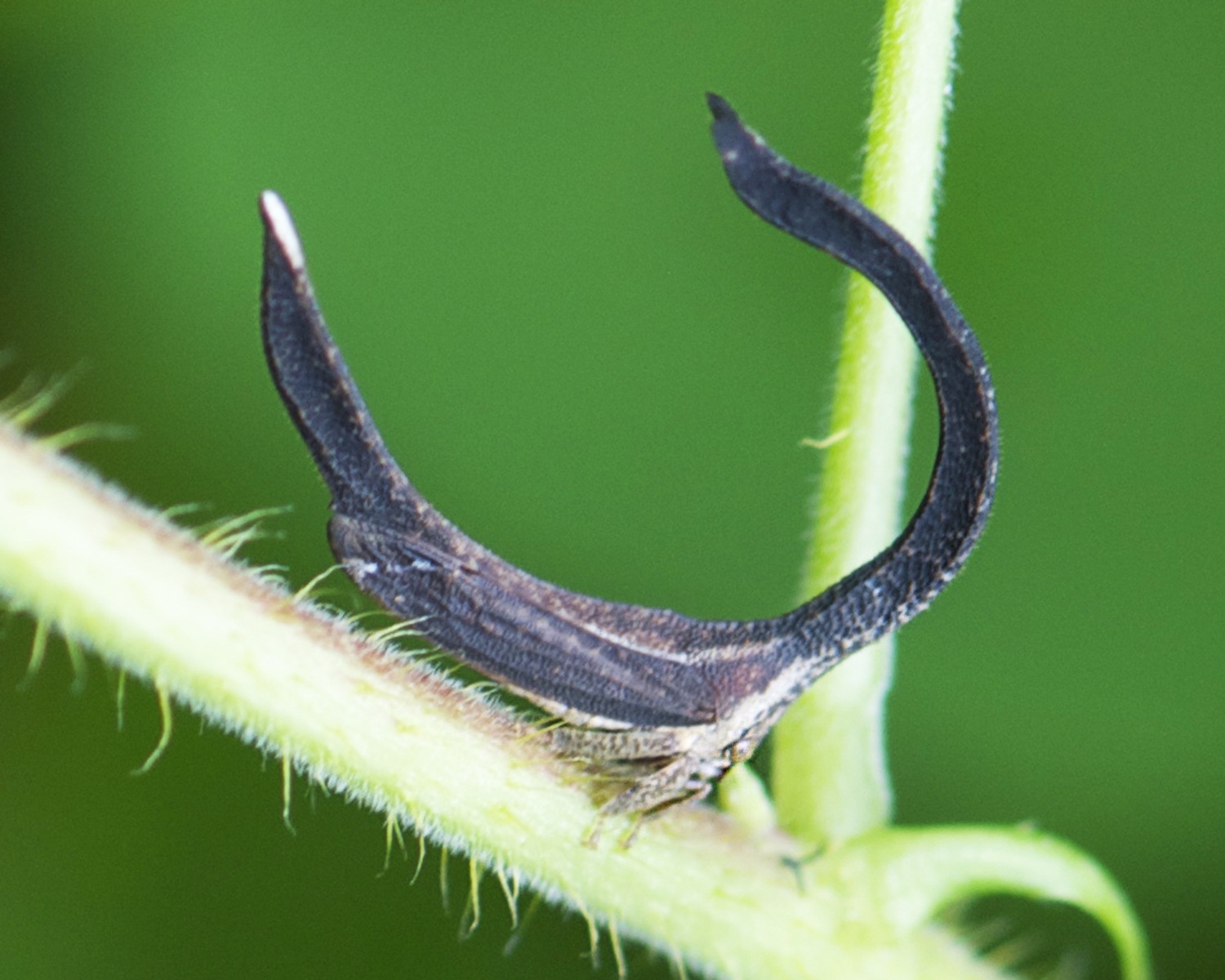 Cladonota
