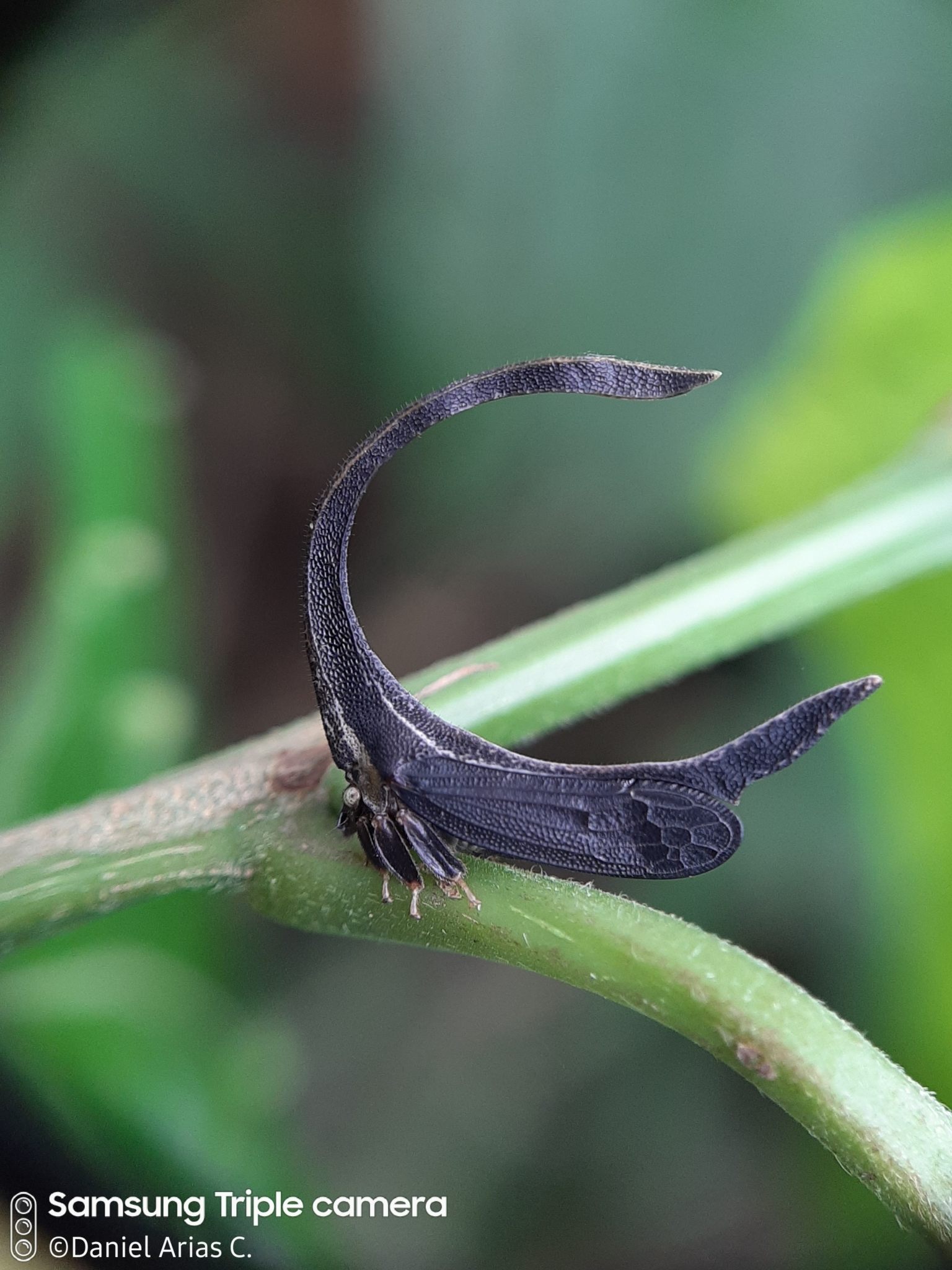 Cladonota