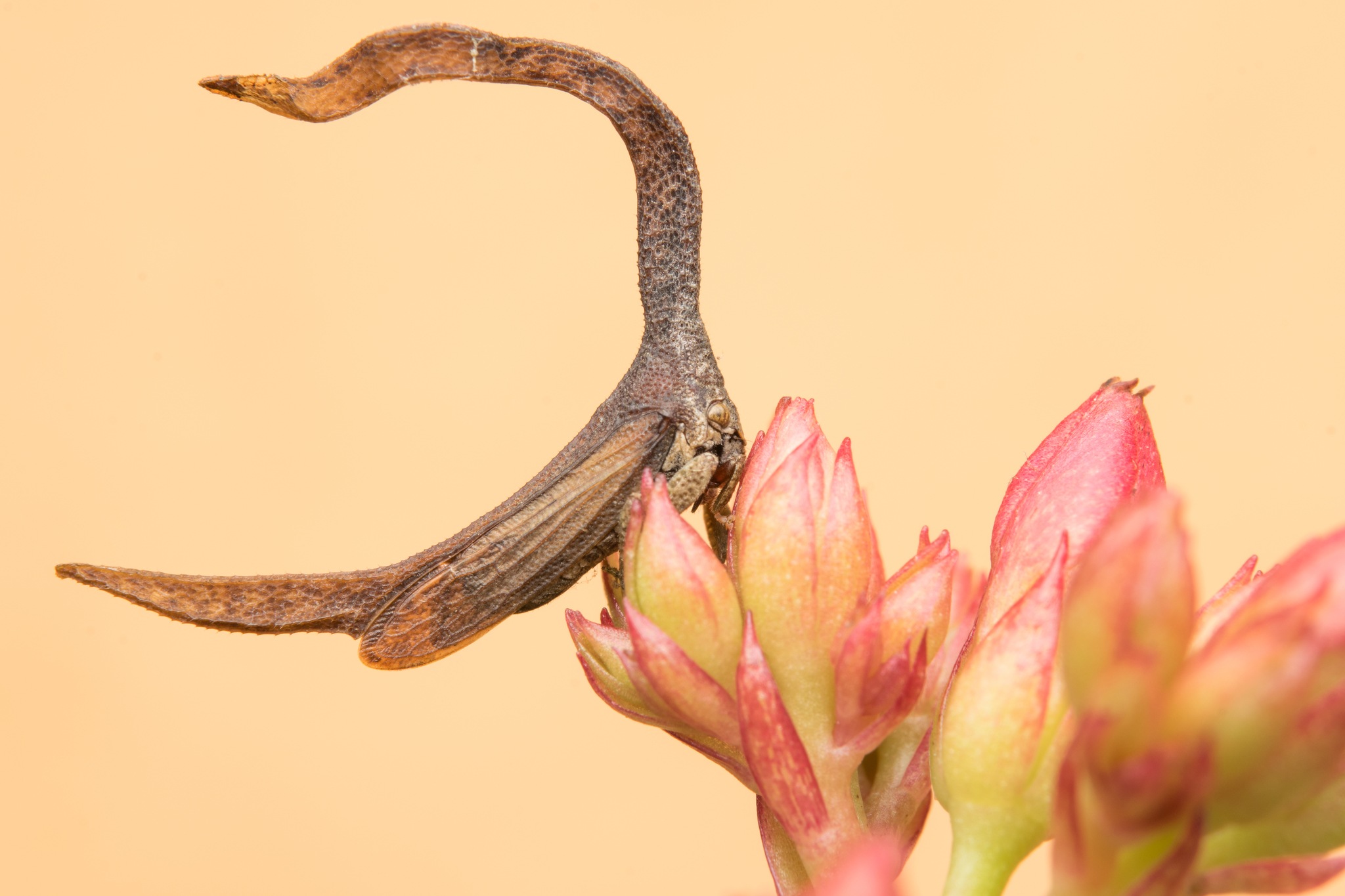Cladonota
