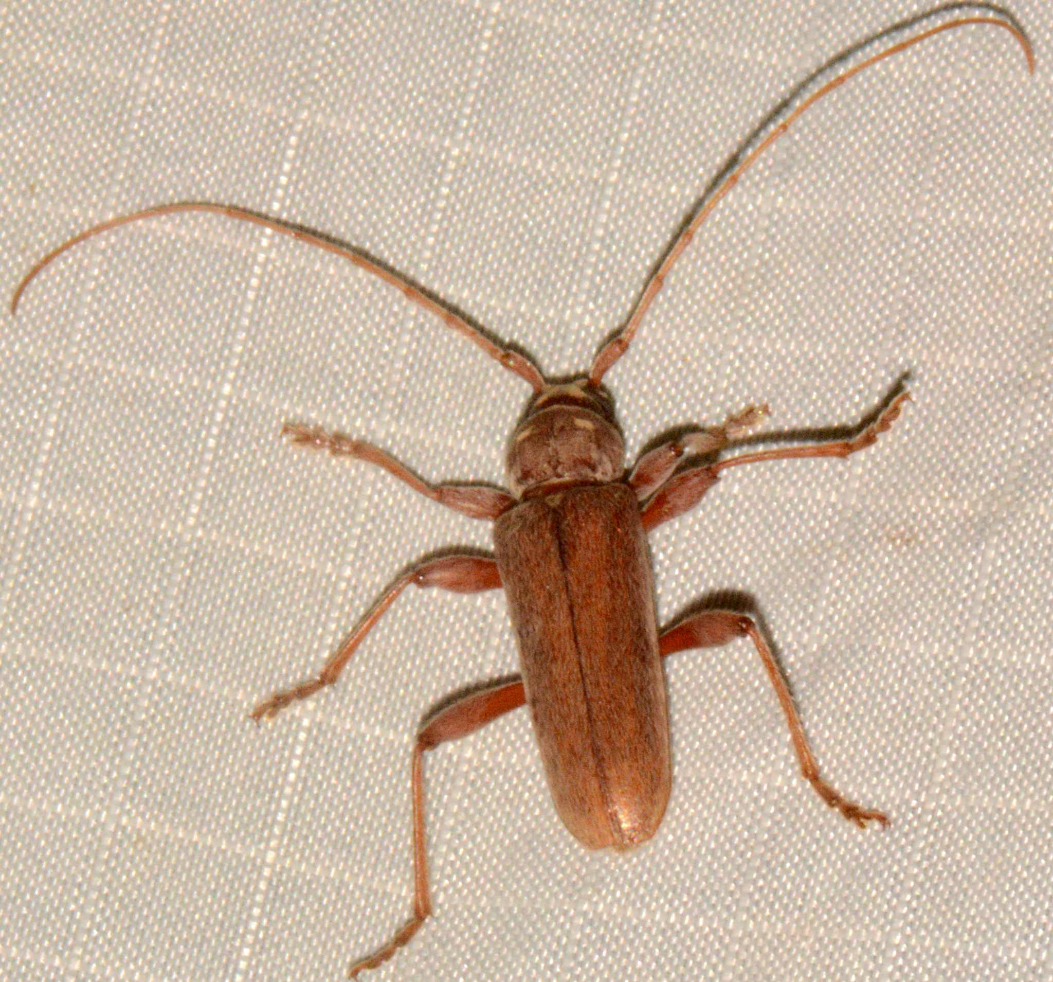 Hesperophanes