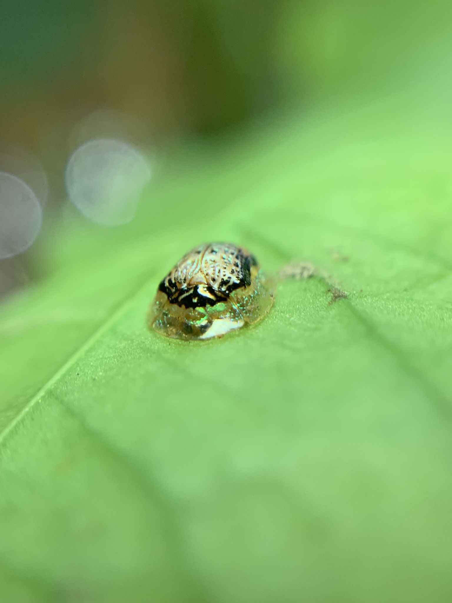 Microctenochira hieroglyphica