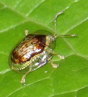 Microctenochira hieroglyphica