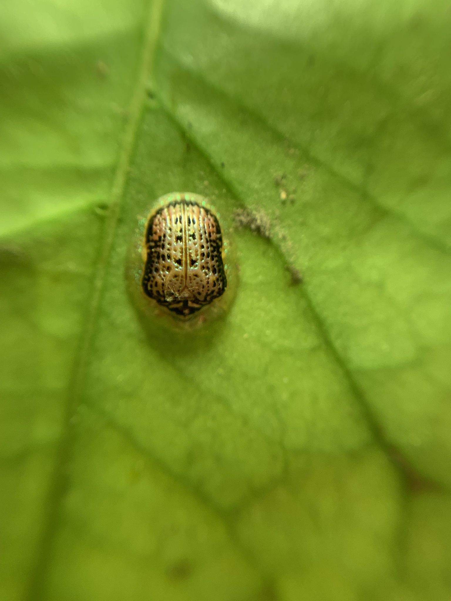 Microctenochira hieroglyphica