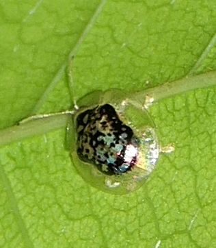 Microctenochira hieroglyphica