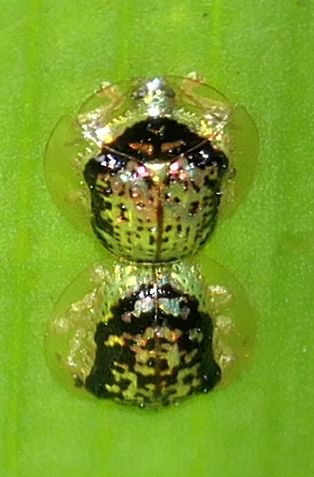 Microctenochira hieroglyphica