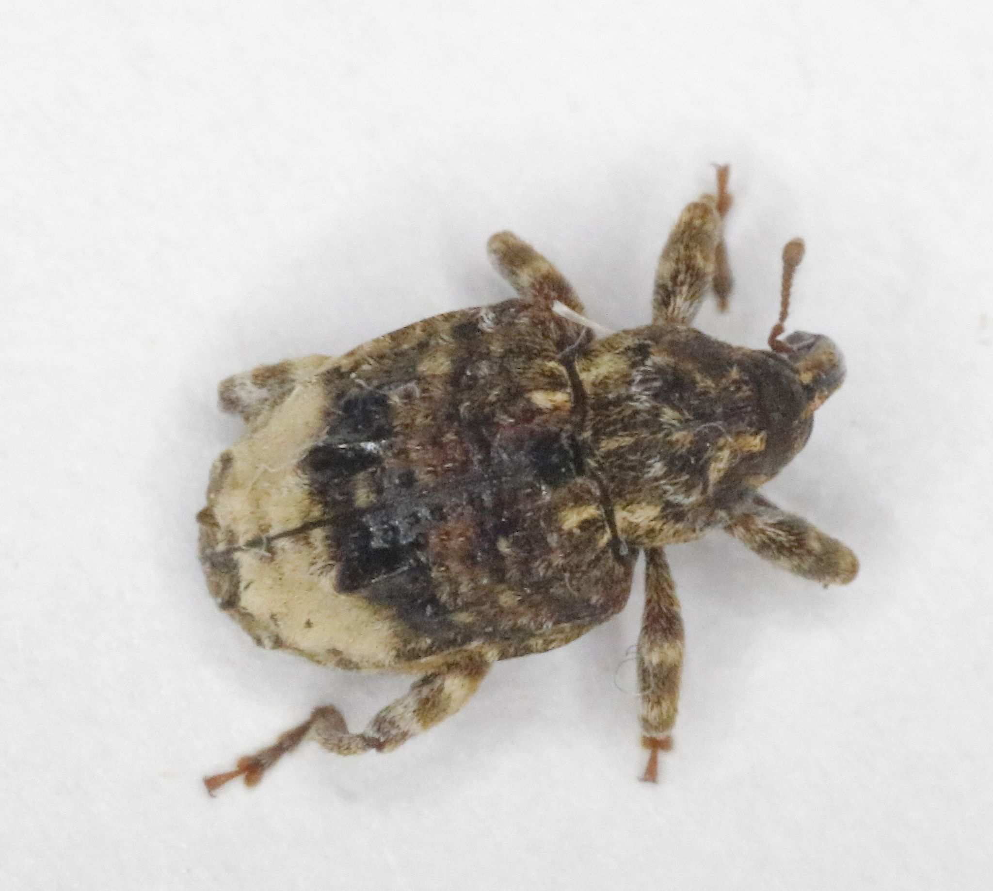 Conotrachelus juglandis