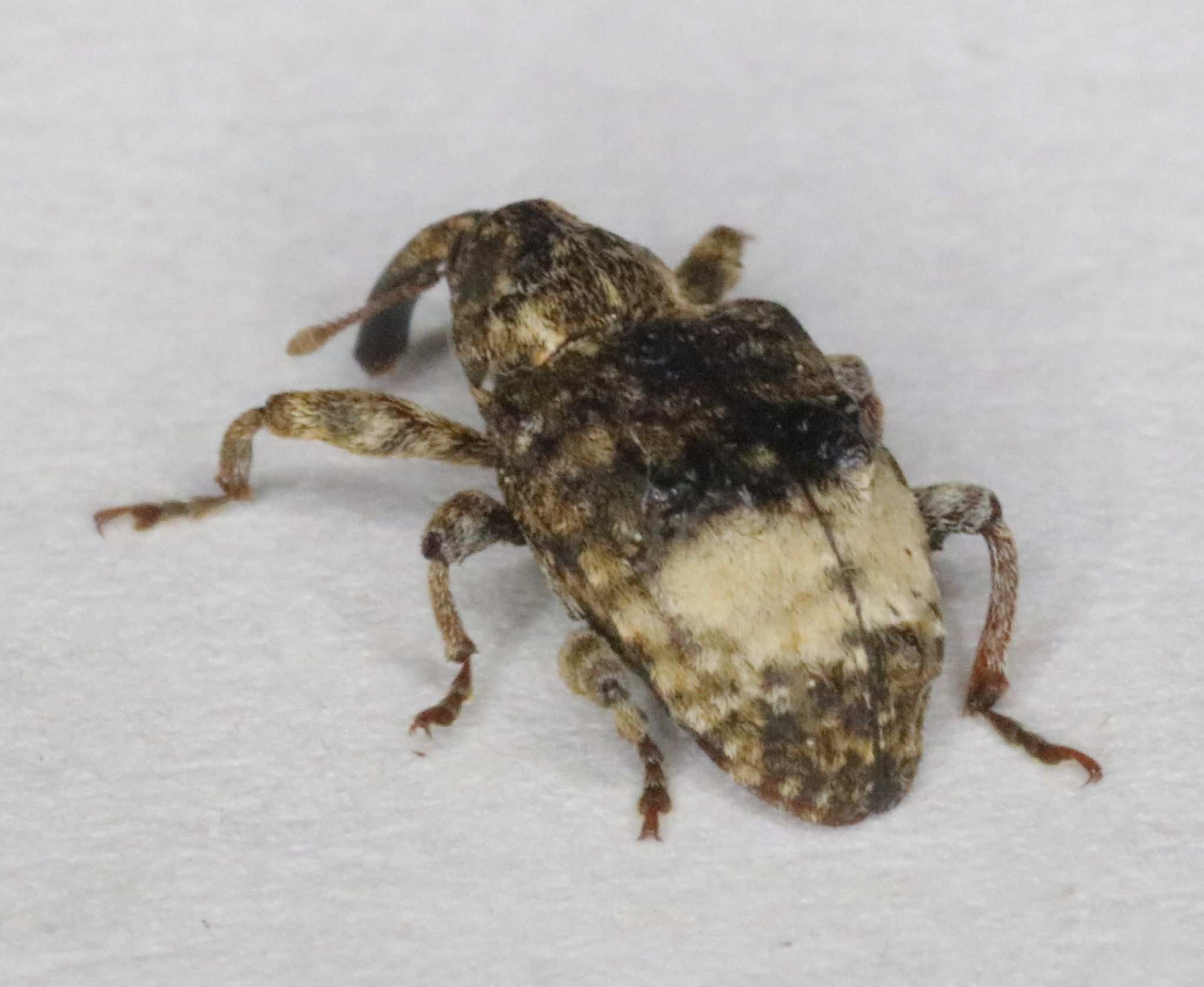 Conotrachelus juglandis