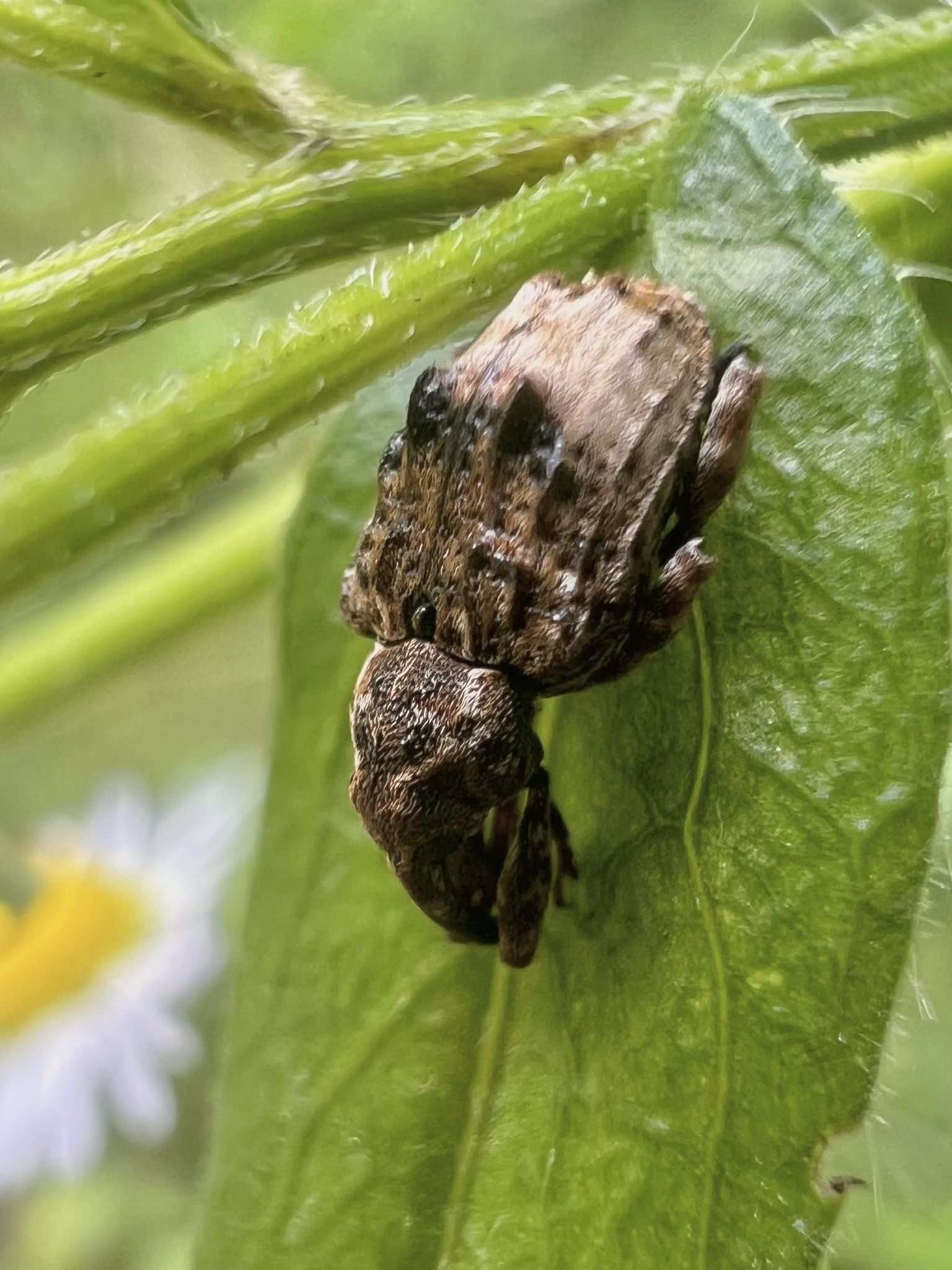 Conotrachelus juglandis
