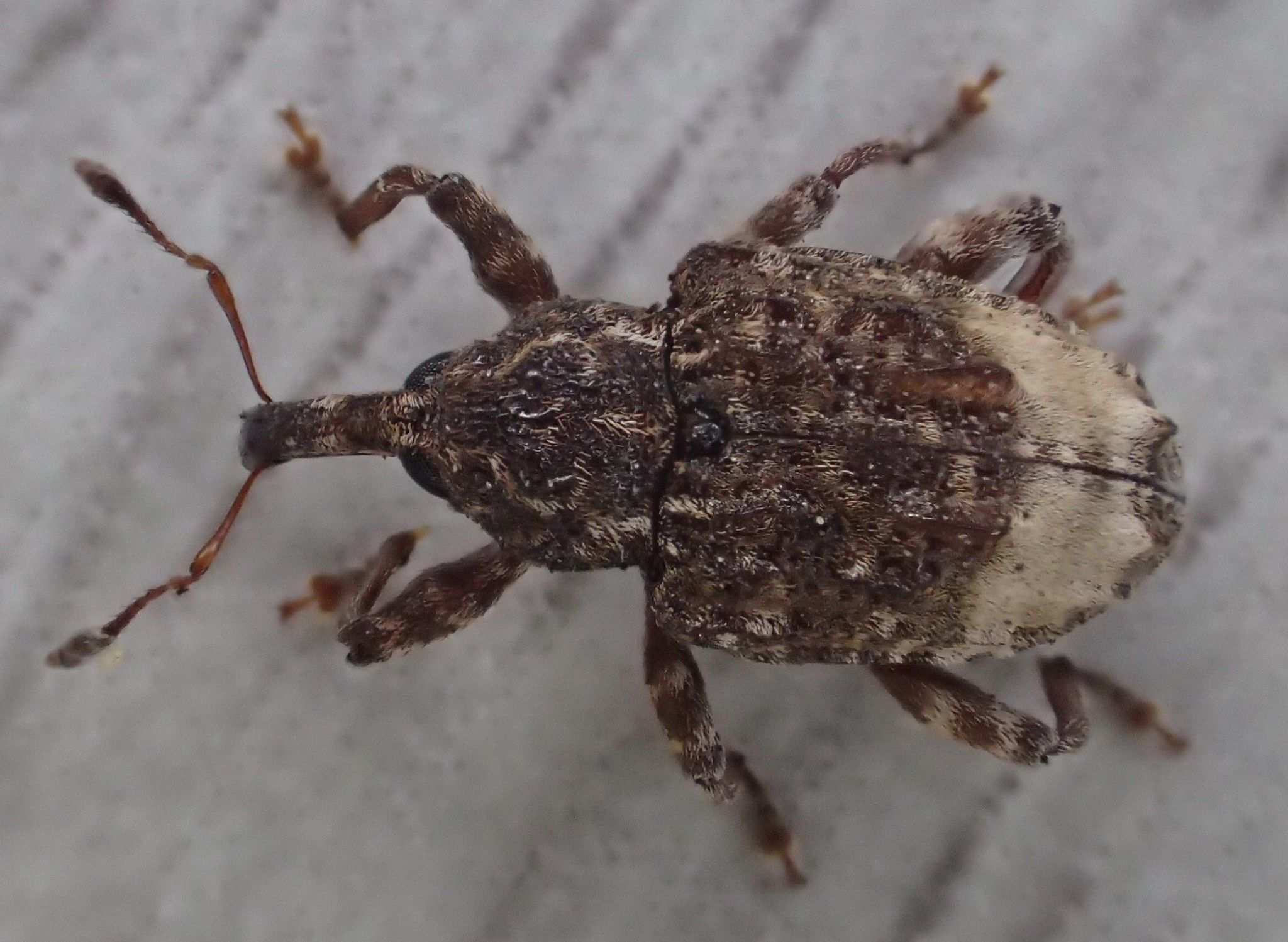 Conotrachelus juglandis