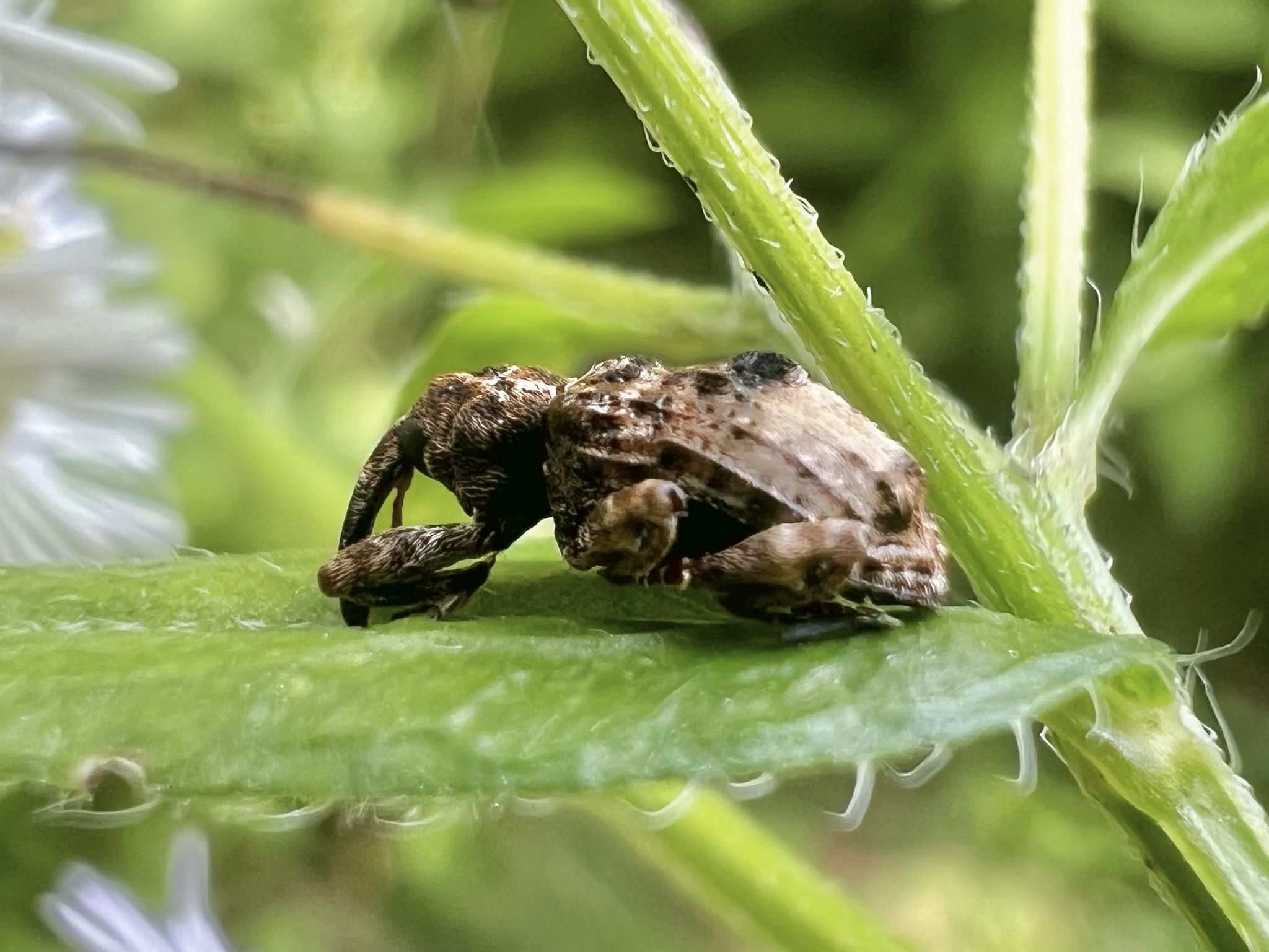 Conotrachelus juglandis