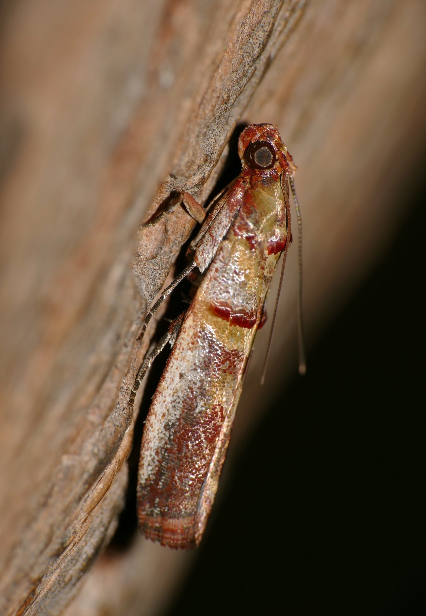 Hypargyria