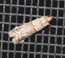 Hypargyria