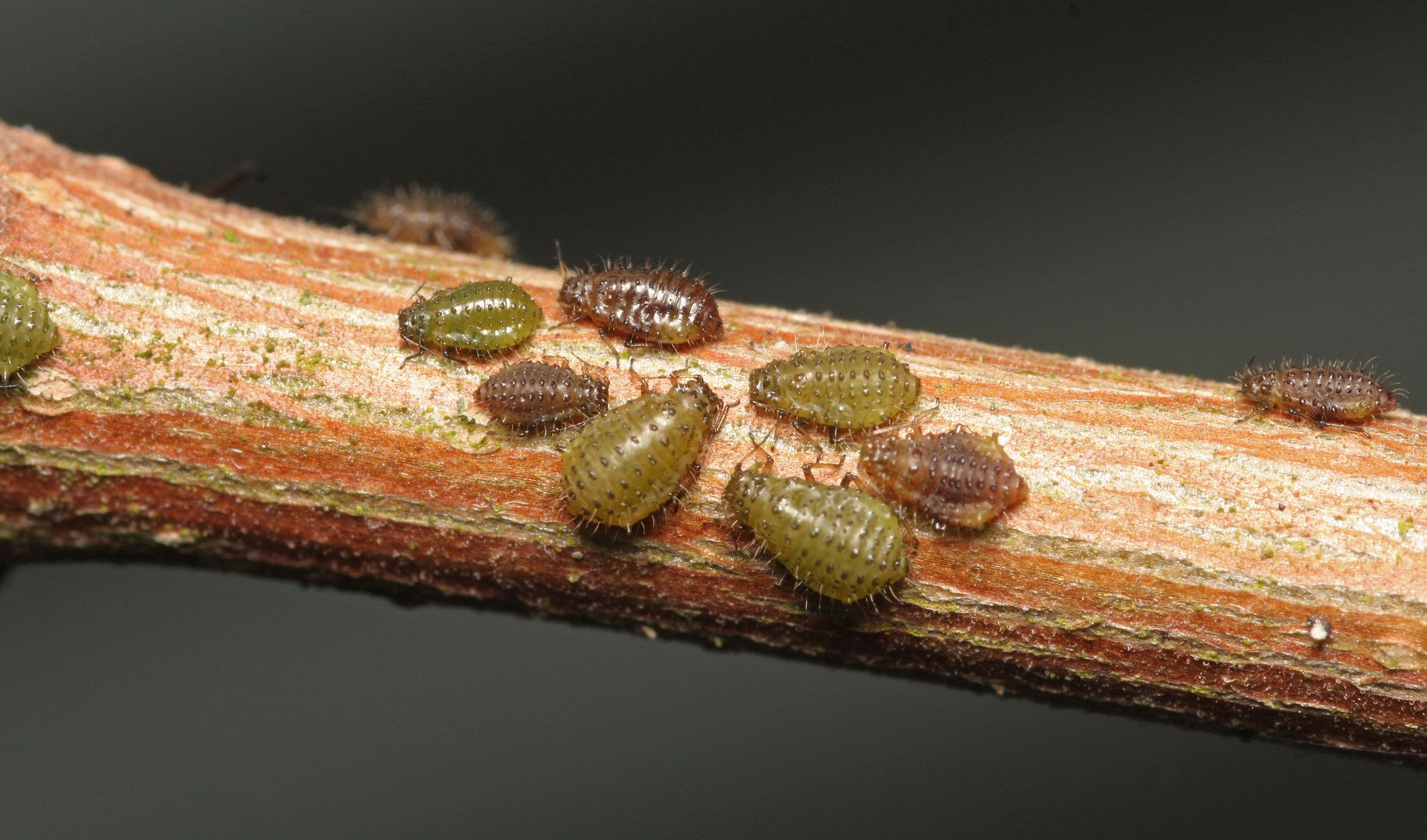 Periphyllus