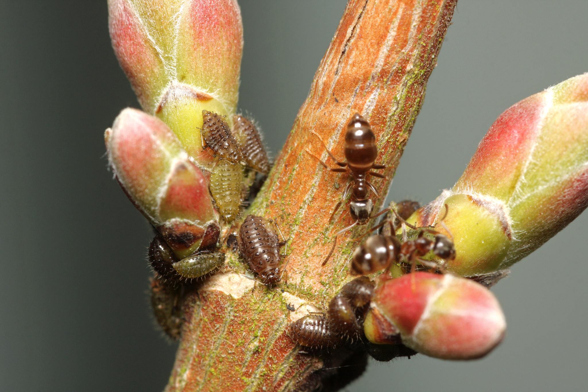 Periphyllus
