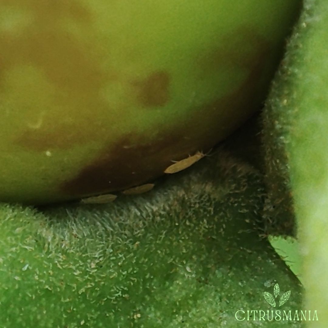 Scirtothrips aurantii