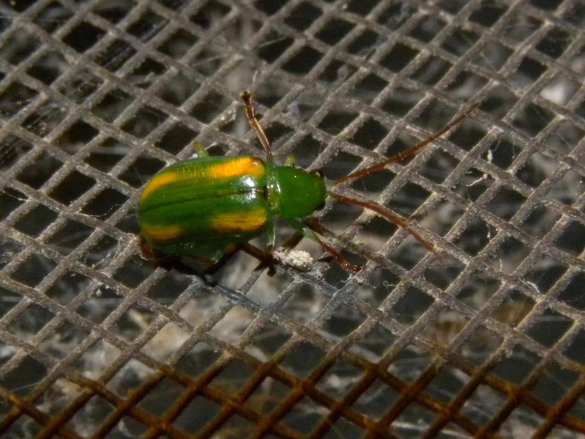 Diabrotica porracea