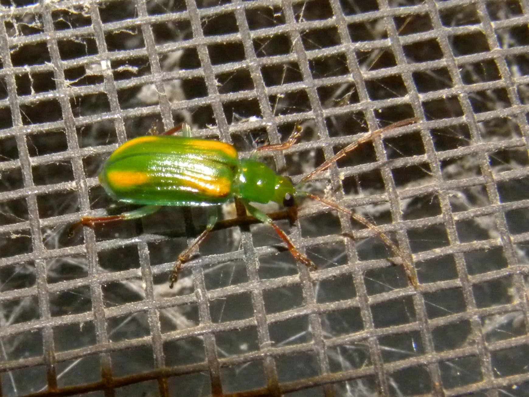Diabrotica porracea