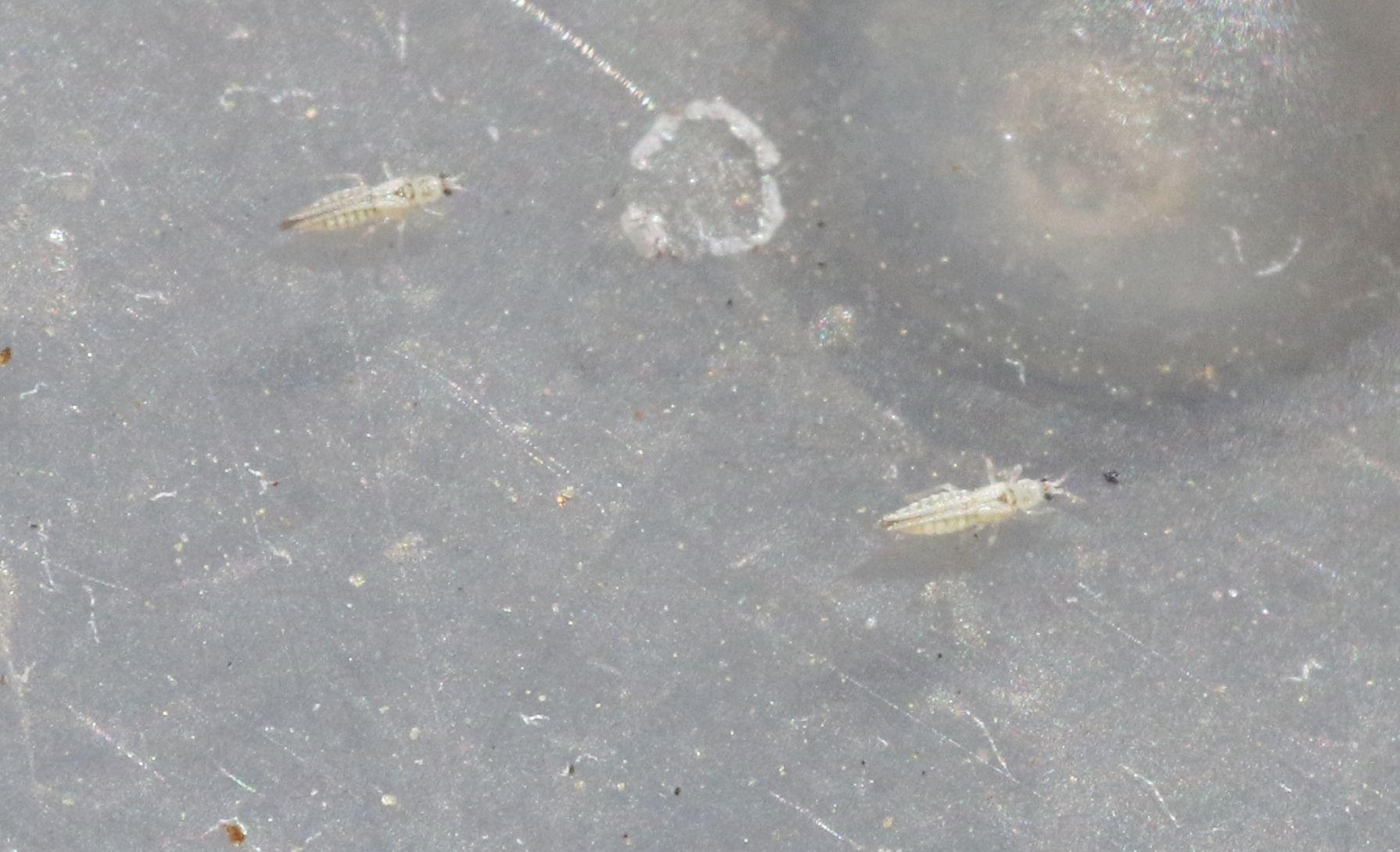 Mycterothrips
